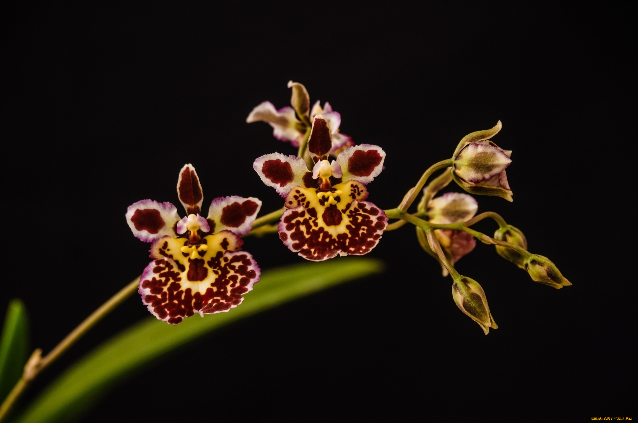 цветы, орхидеи, макро, ветка, цветочки, пестрые
