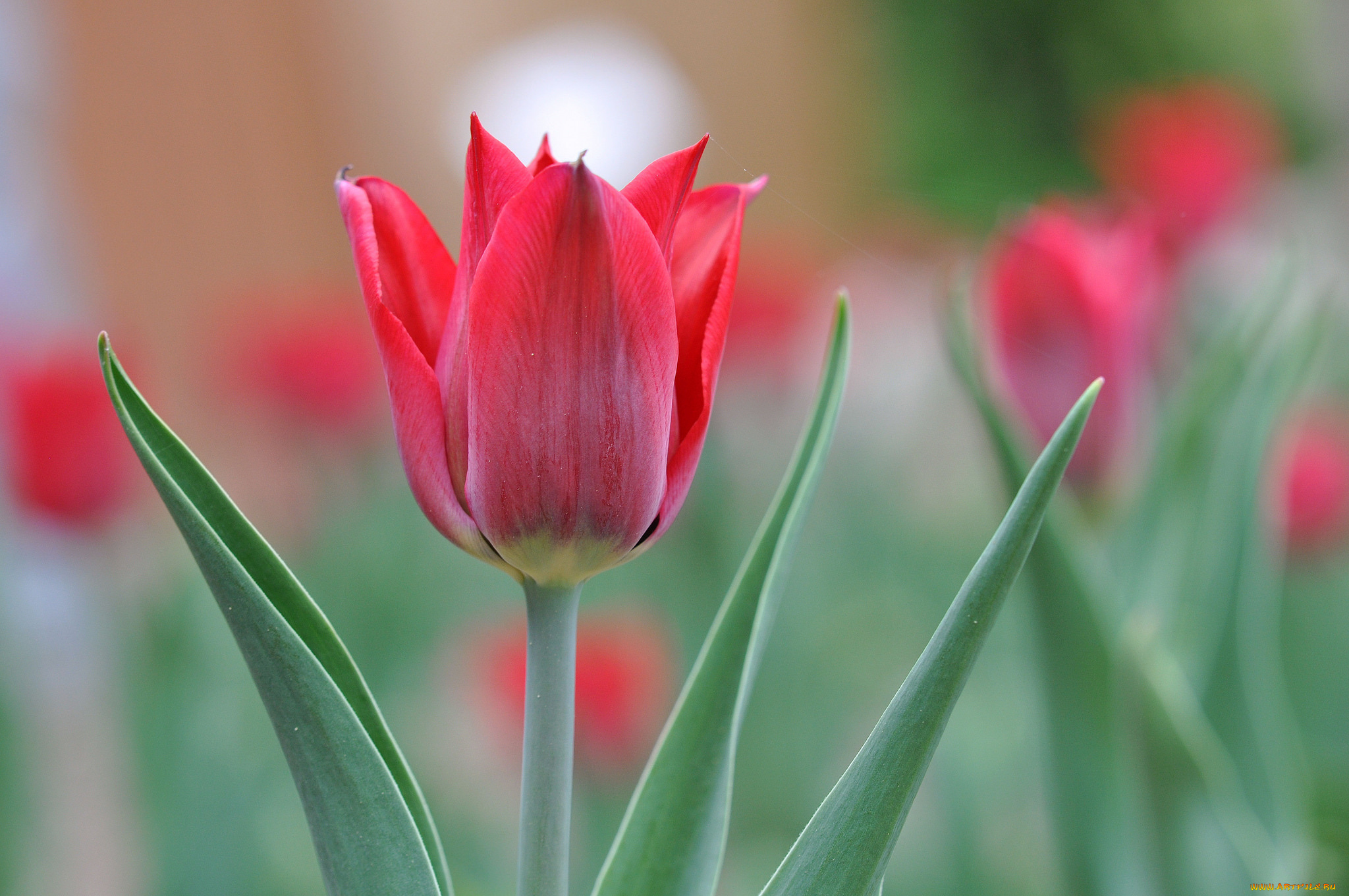 цветы, тюльпаны, бутон