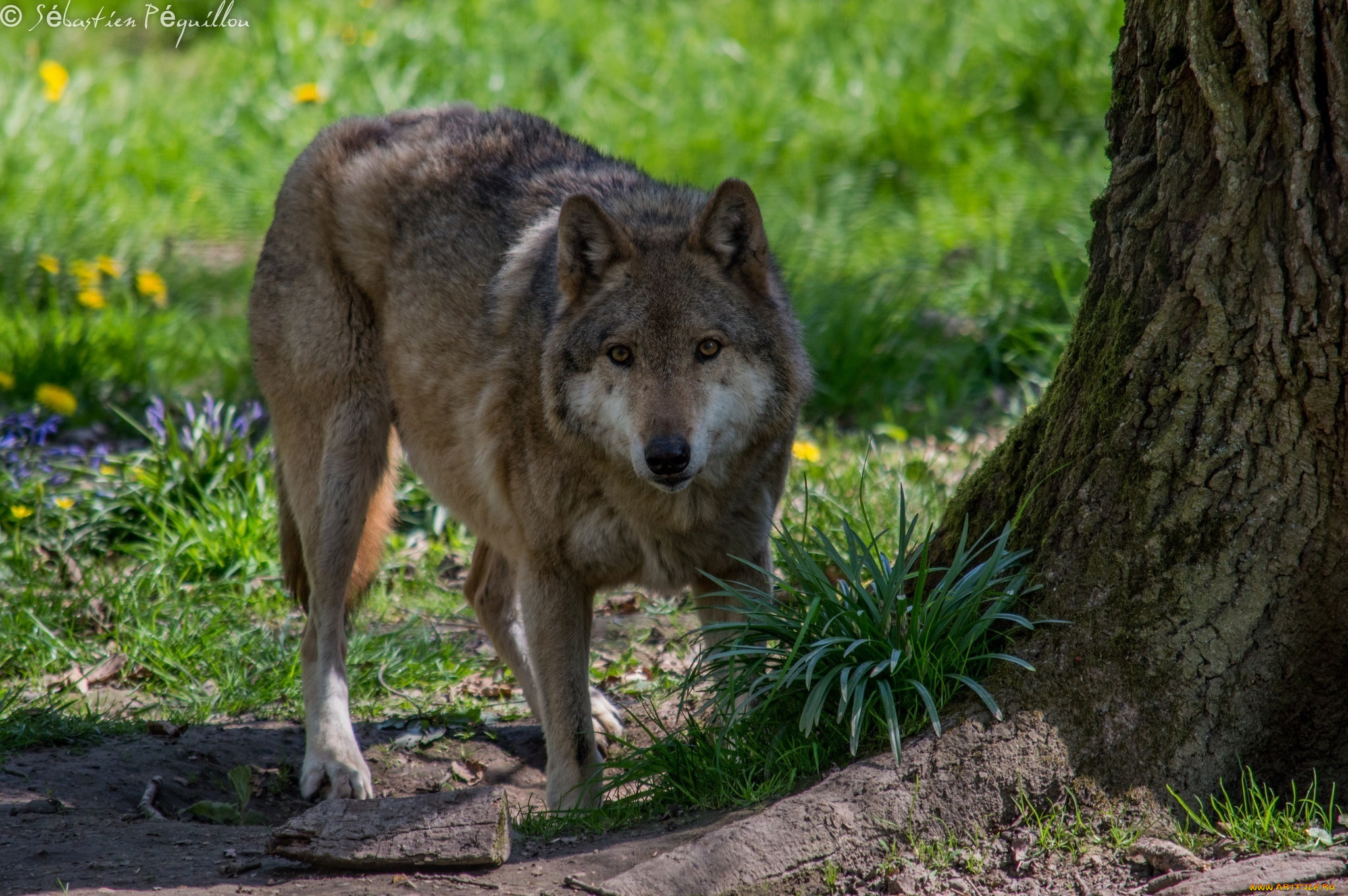 животные, волки, , койоты, , шакалы, ствол, дерево, морда, хищник, волк