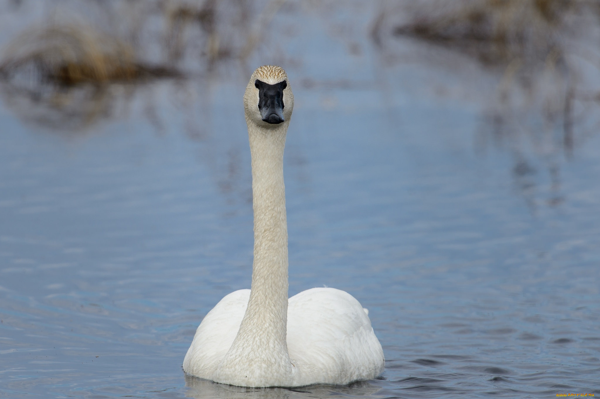 животные, лебеди, шея, белый