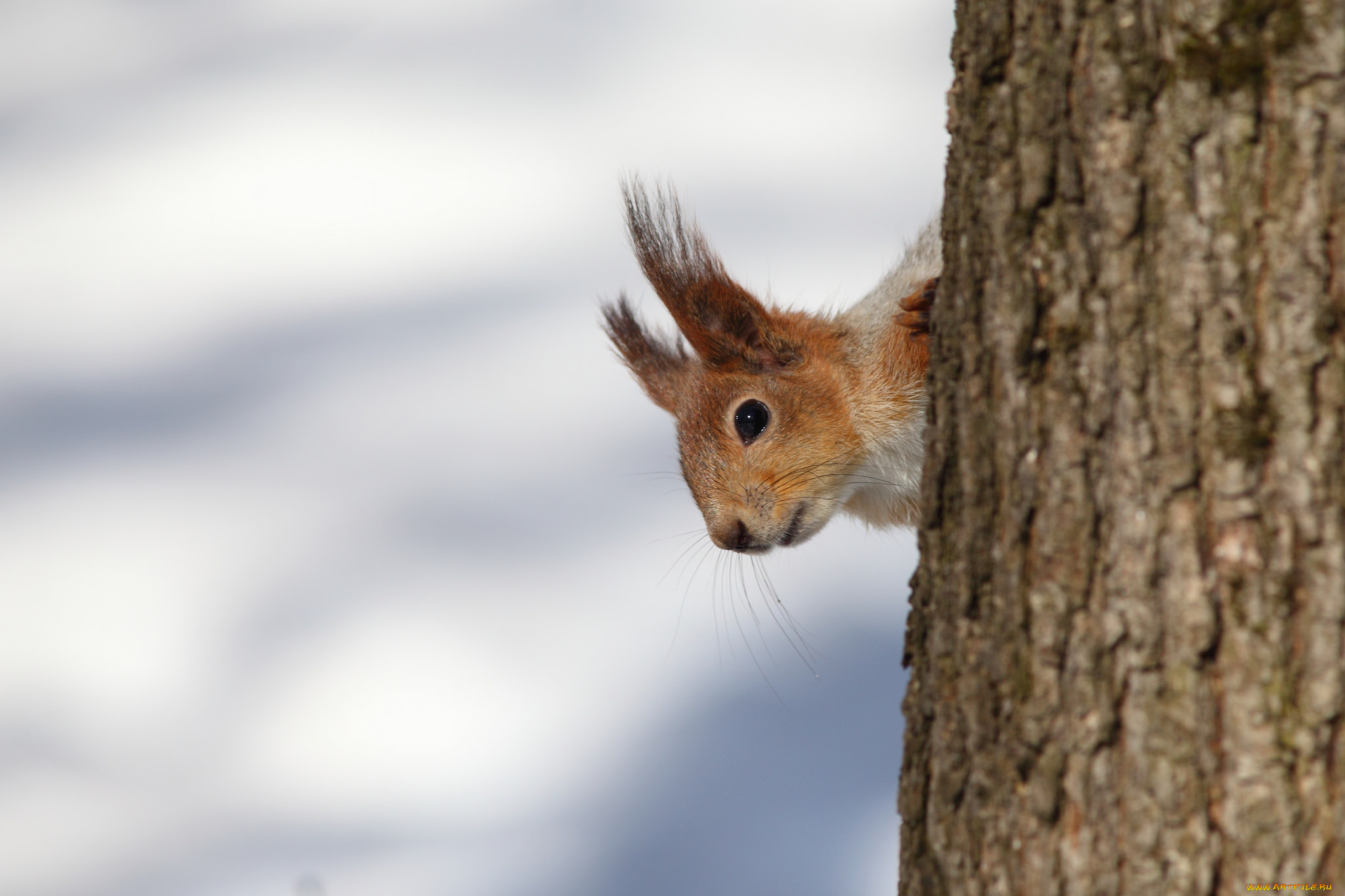 животные, белки, дерево, белка, мордашка, фон