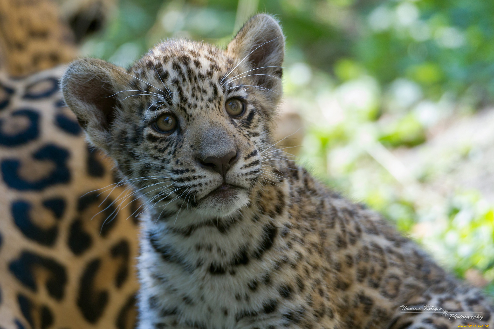 животные, Ягуары, котенок, детеныш, мордочка