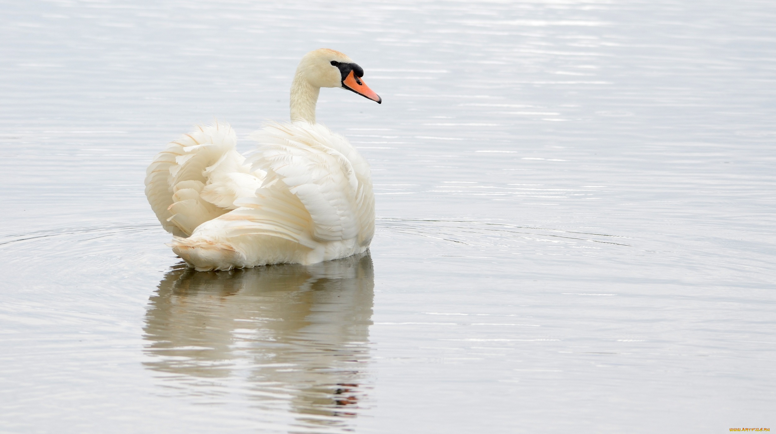 животные, лебеди, рабь, вода, грация, белый, оперение