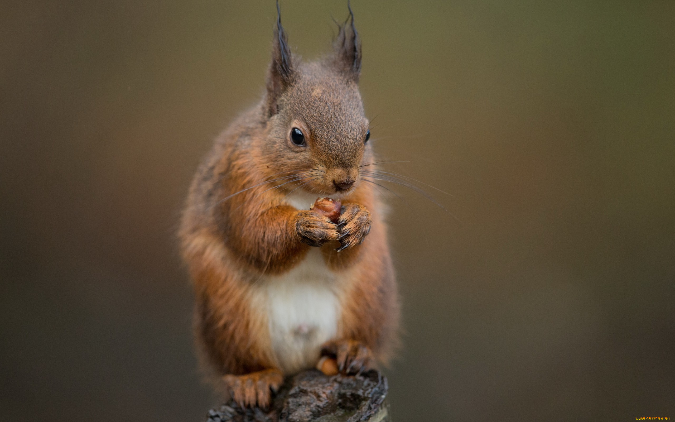 животные, белки, пень, белка, орех, еда