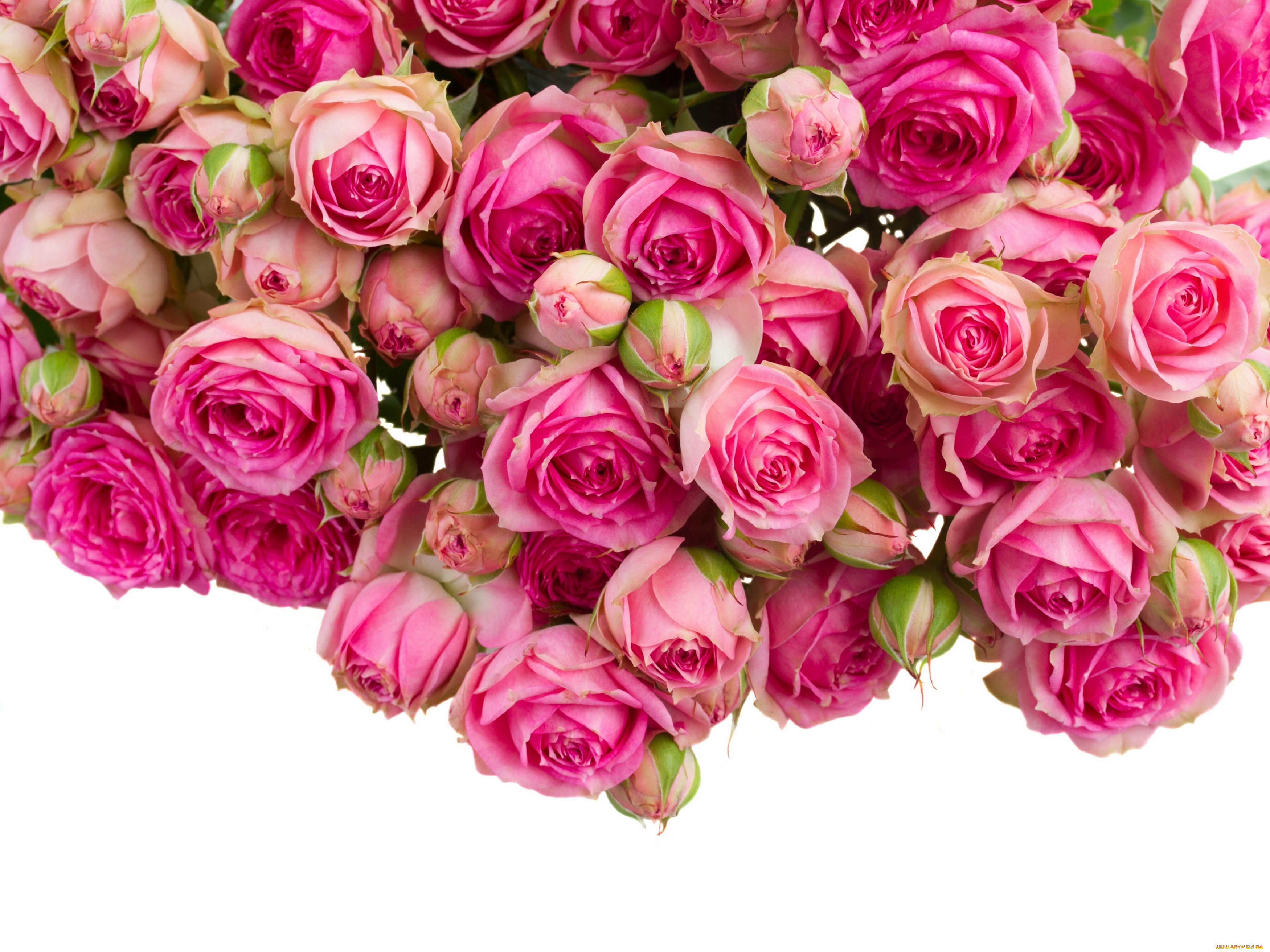 цветы, розы, бутоны