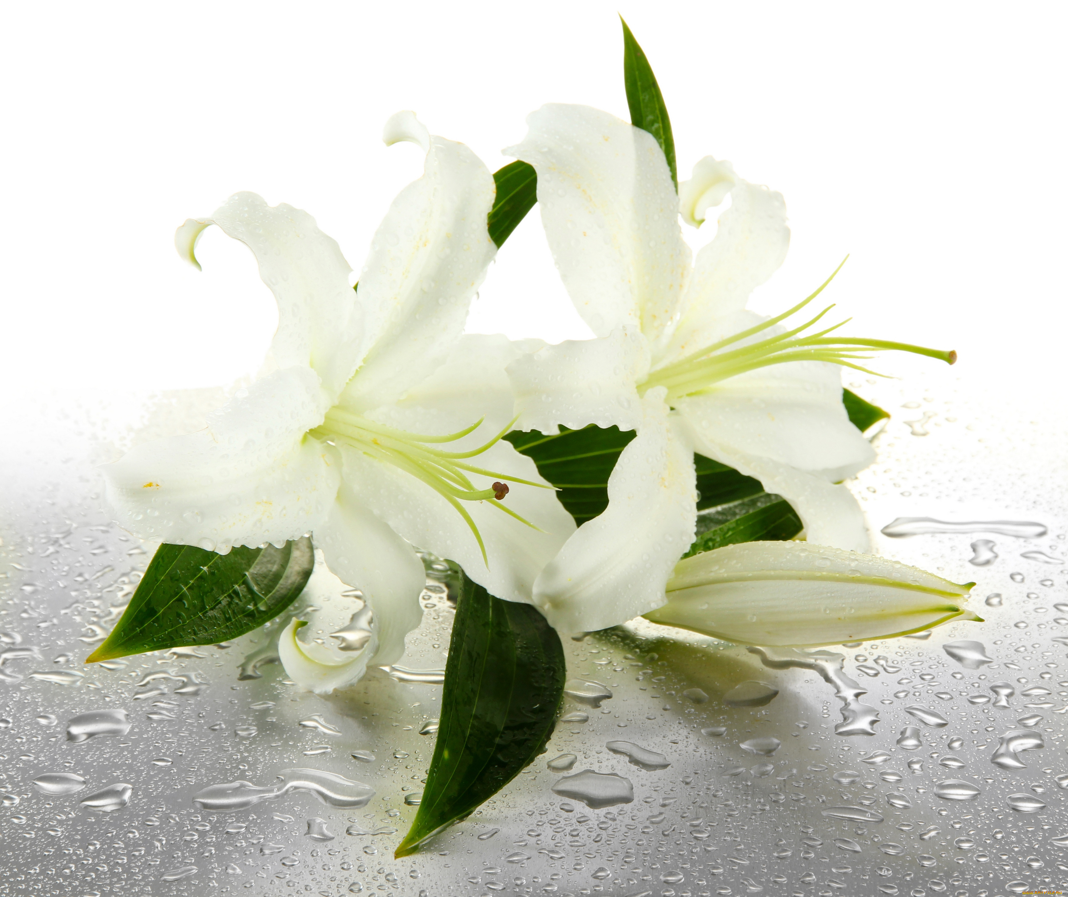 цветы, лилии, , лилейники, капельки, drops, water, листики, бутоны, белые, leaves, buds, lilies, flowers, вода