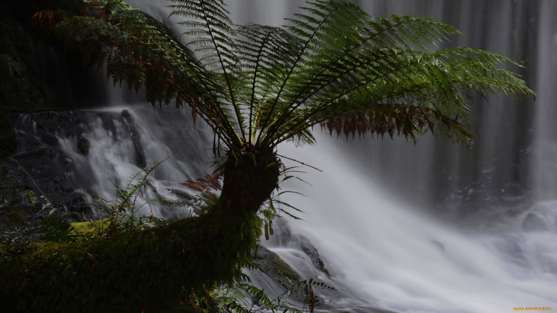 природа, водопады, лес, поток, водопад, растение, листья