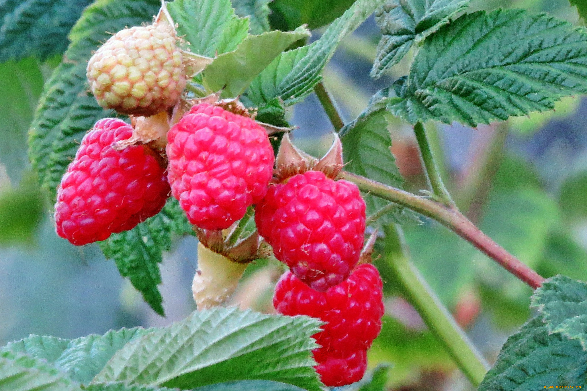 природа, плоды, малинка