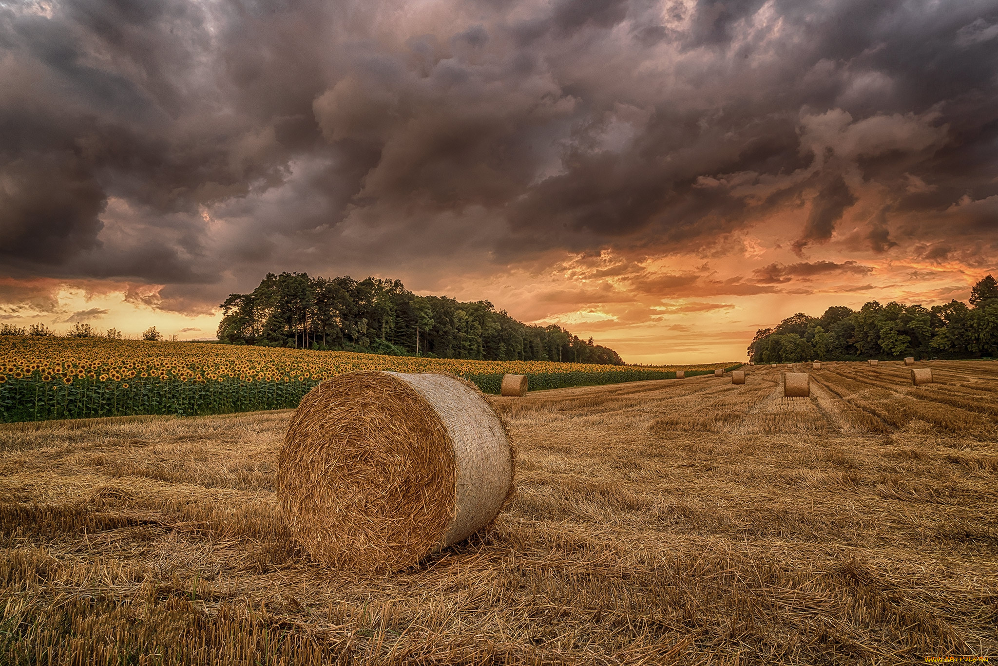 природа, поля, простор