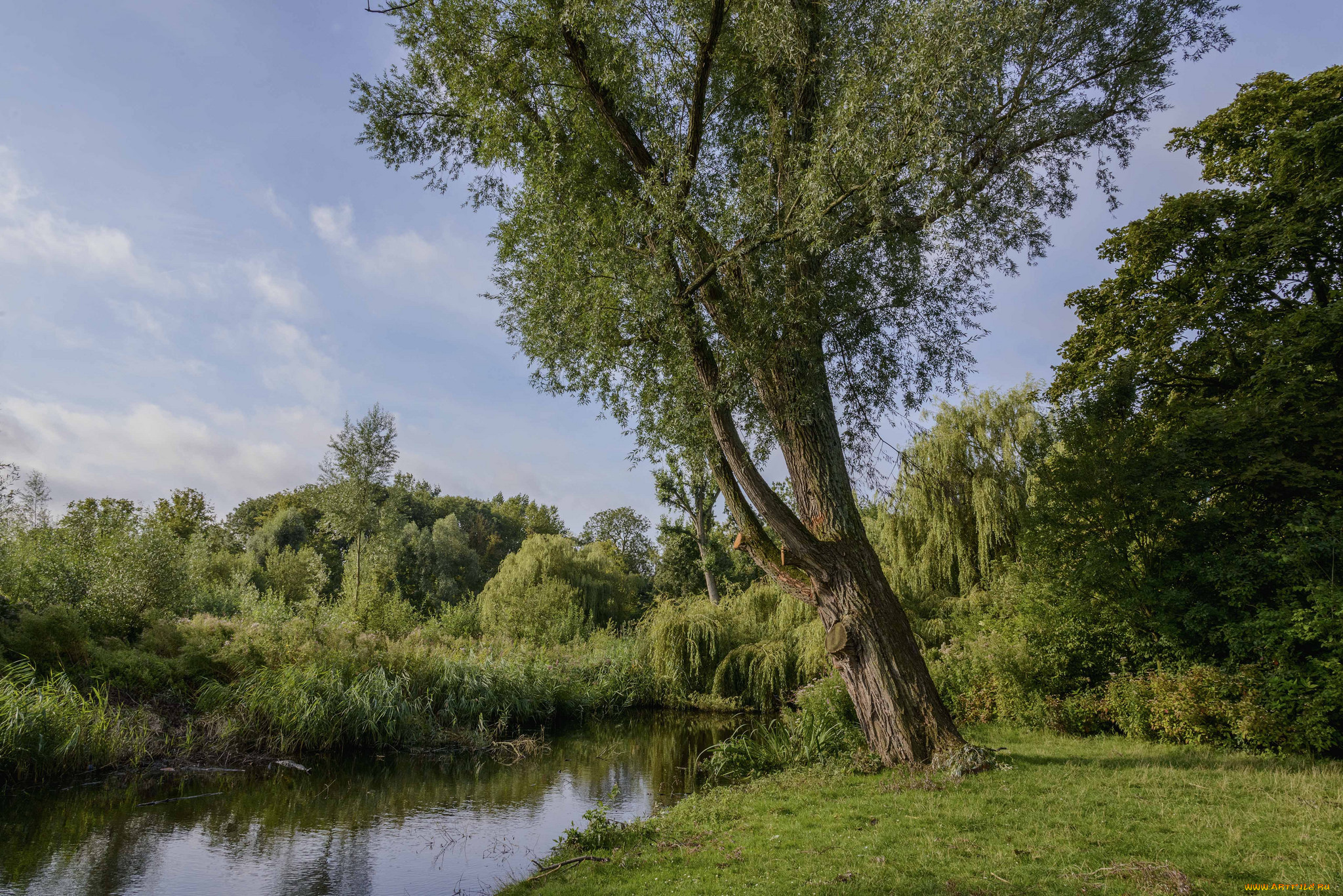 природа, реки, озера, лес, река