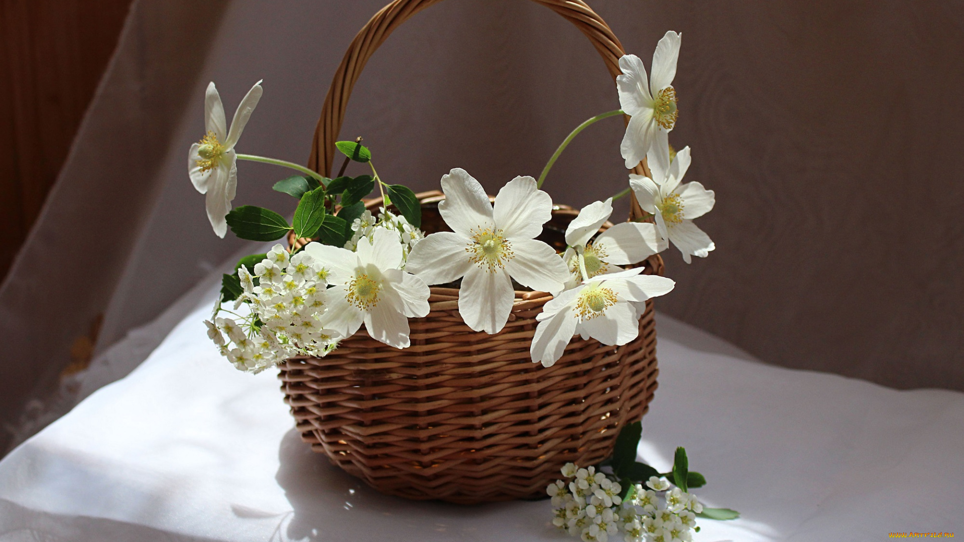 цветы, анемоны, , сон-трава, букет, корзина, май, натюрморт, спирея