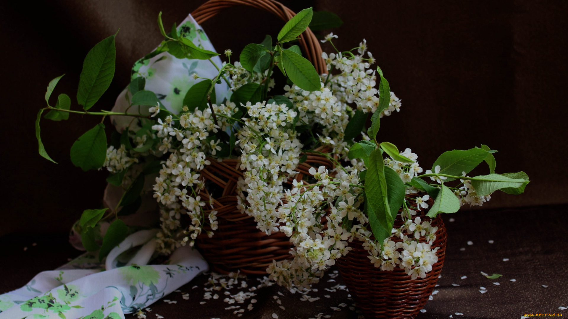 цветы, Черемуха, натюрморт, черемуха, корзина, весна, букет