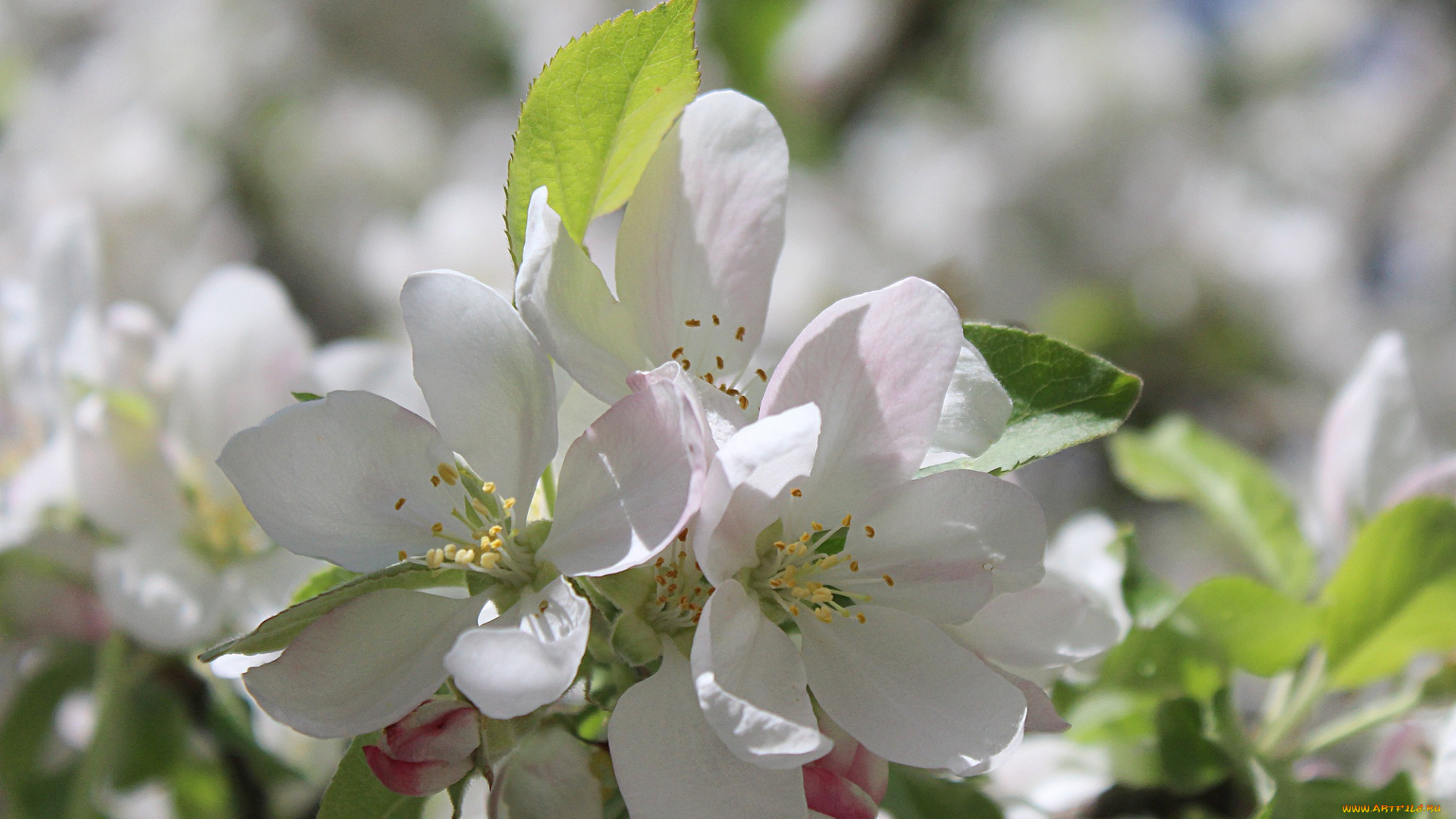 цветы, цветущие, деревья, , , кустарники, весна, деревья, яблоня