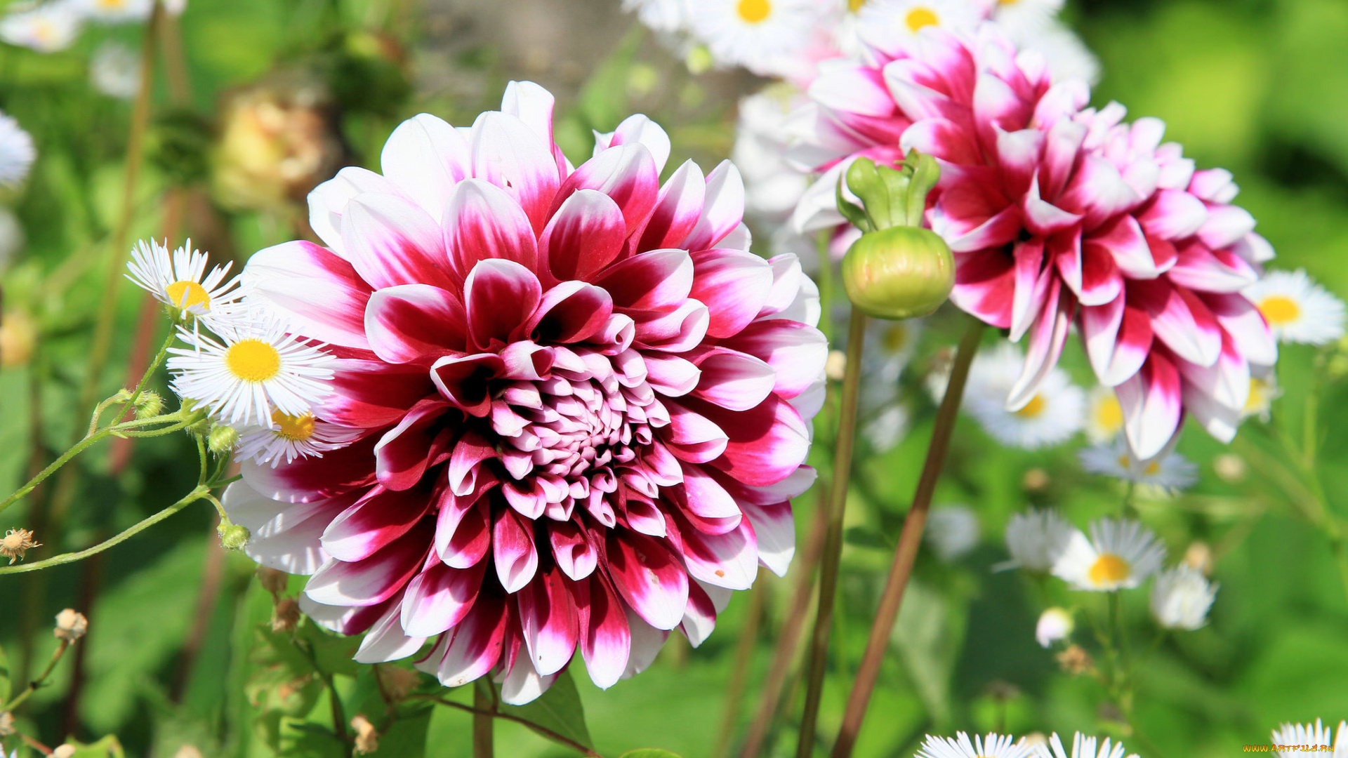 цветы, георгины, лепестки, георгин, цветение, бутоны