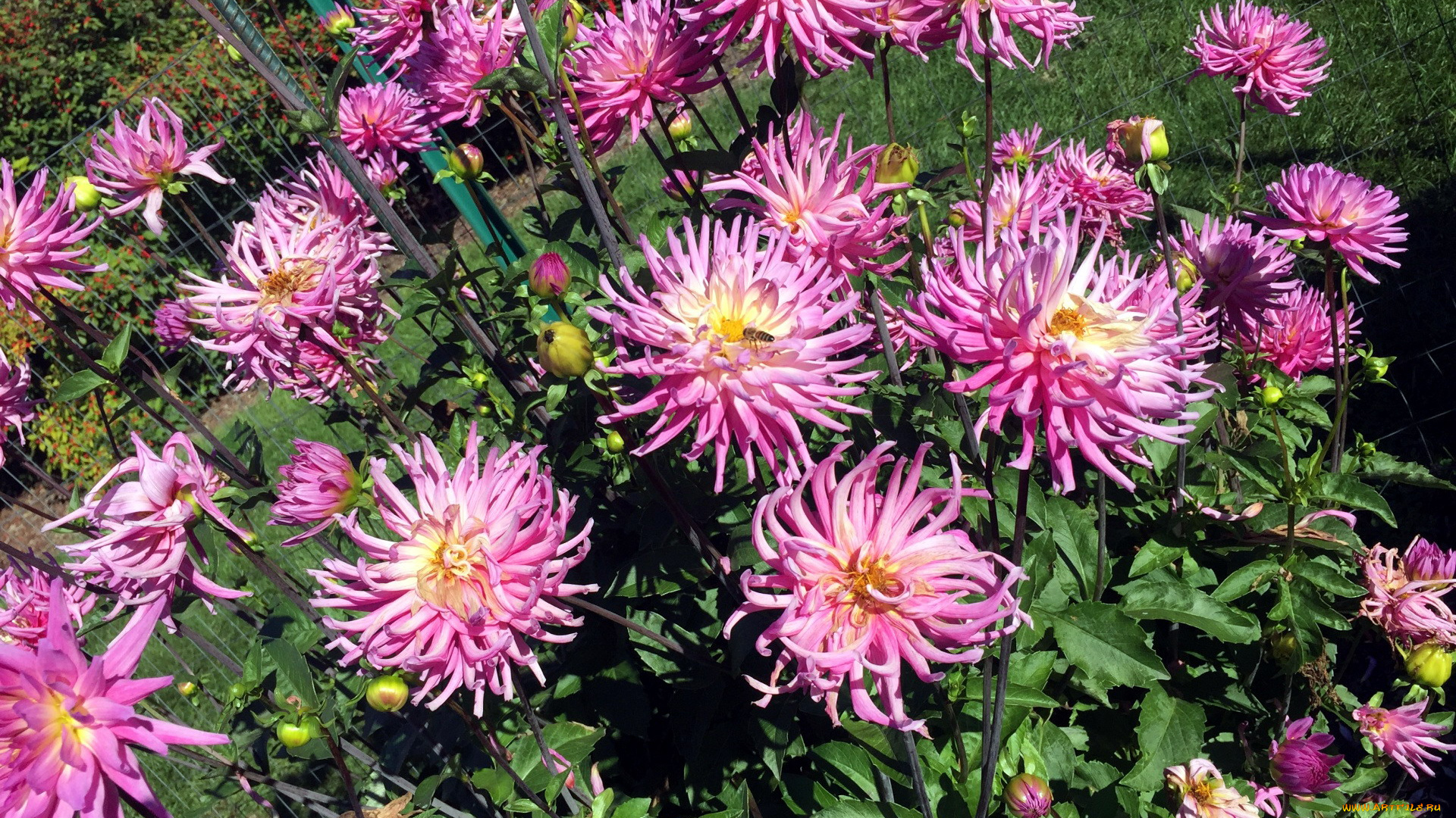 цветы, георгины, розовый, куст