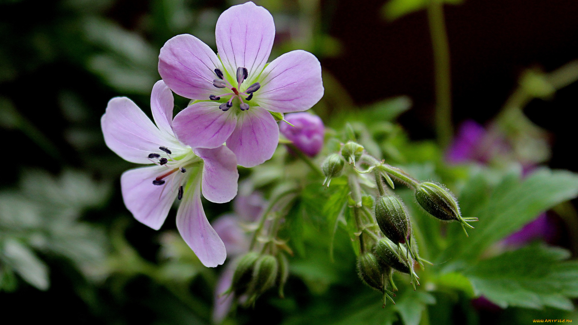цветы, герань, полевые, флора, растения