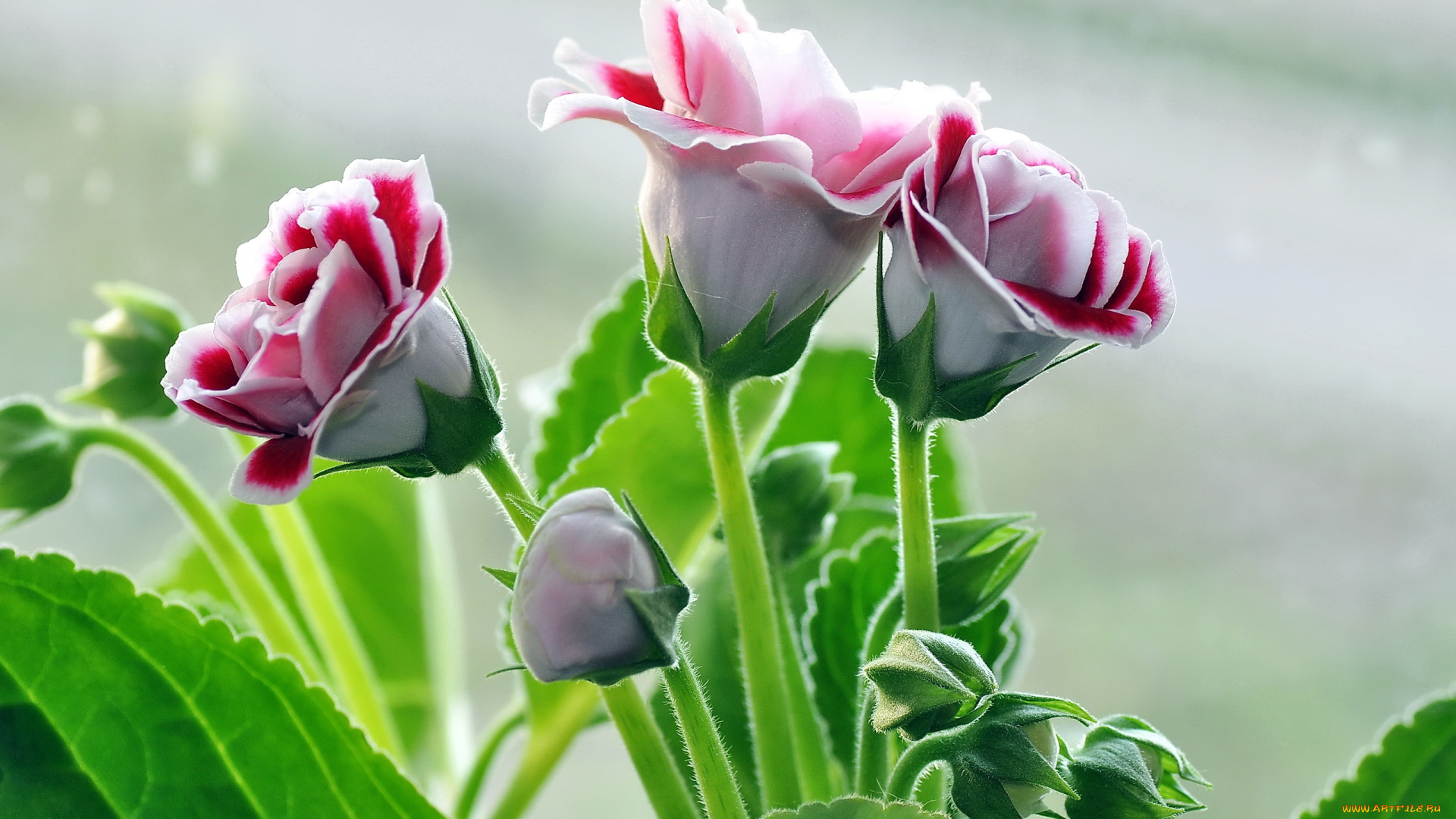 цветы, глоксиния, , синнингия, бутоны, синингия