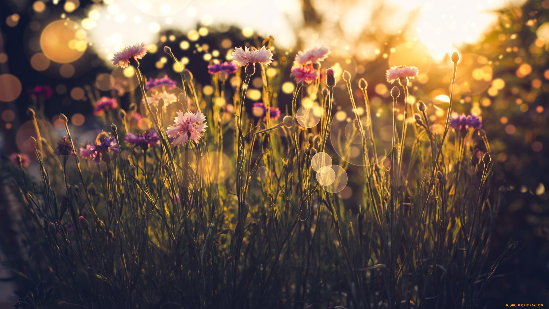 цветы, гвоздики, свет, трава, лето