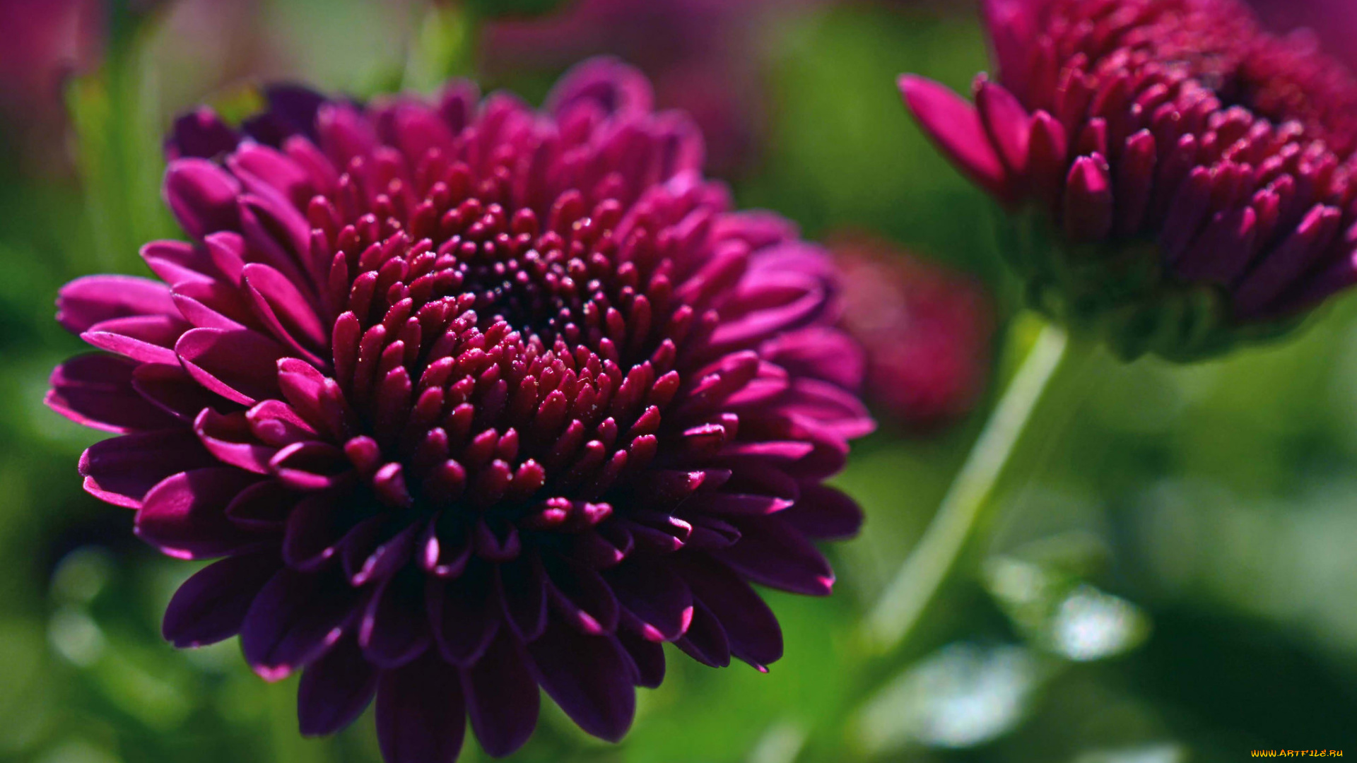 цветы, хризантемы, лепестки, цветки