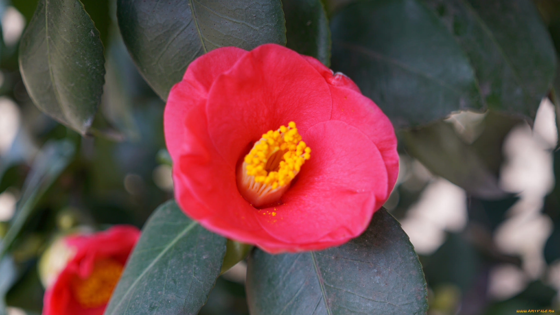 цветы, камелии, камелия, бутон, розовая, лепестки, листья, цветение, нежность