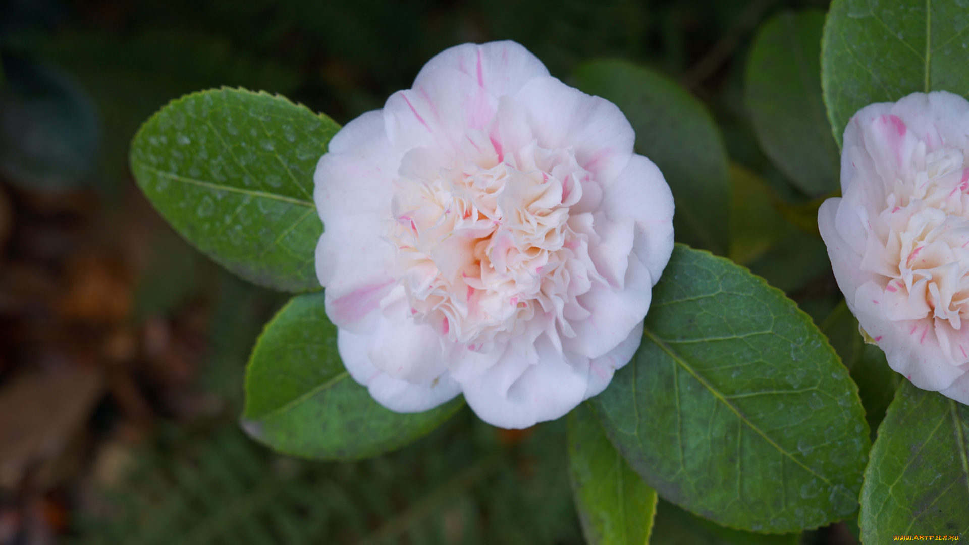 цветы, камелии, камелия, листья, бутон, цветение, кустарник, camellia, leaf, bud, flowering, shrubs
