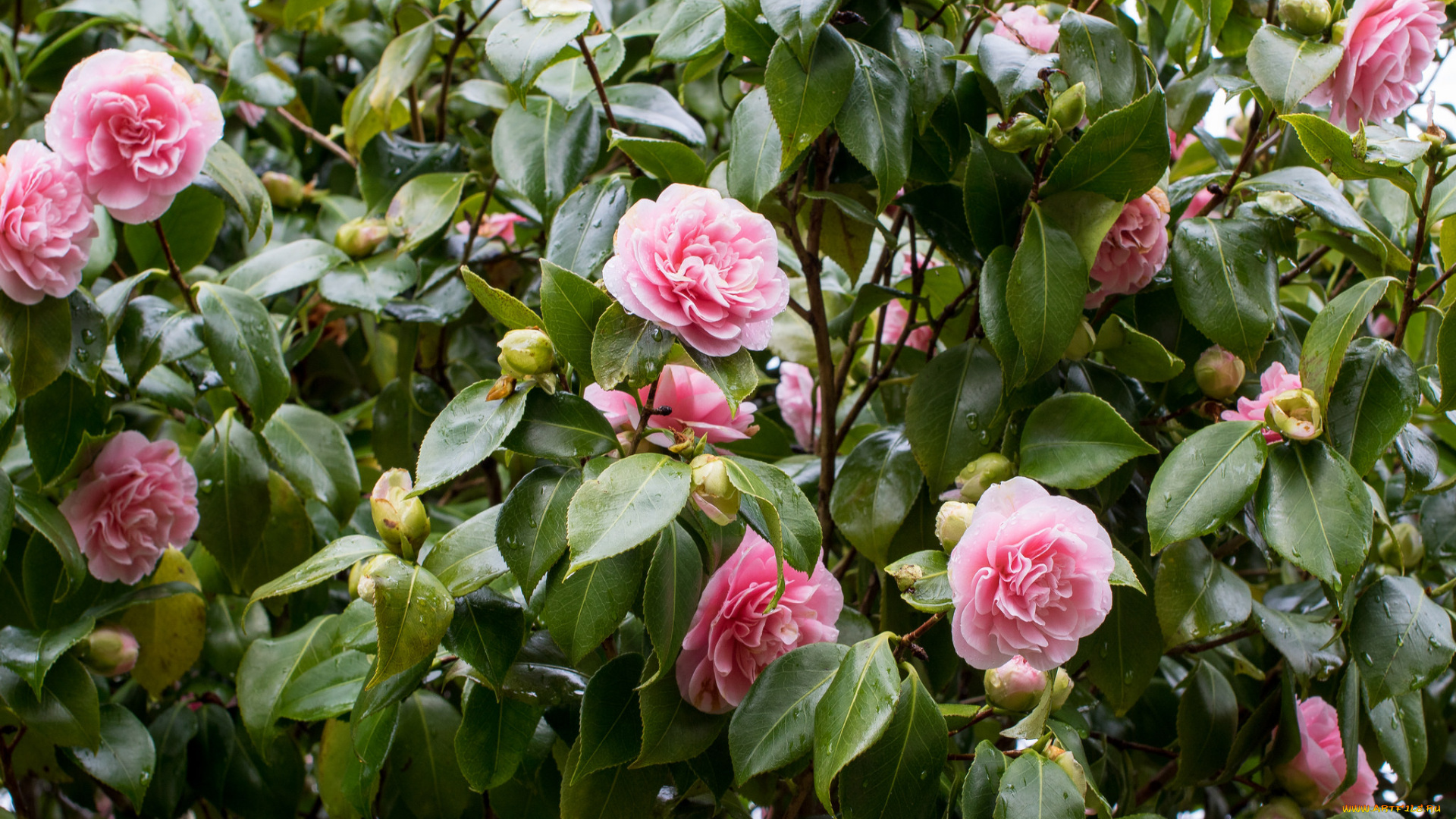 цветы, камелии, shrubs, бутон, flowering, bud, листья, leaf, camellia, кустарник, камелия, цветение