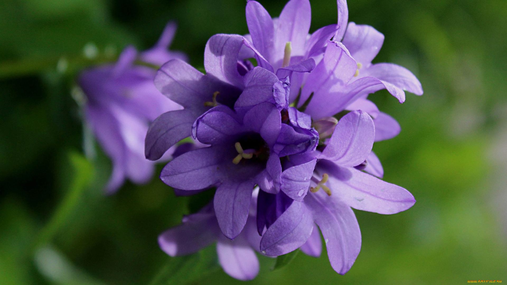 цветы, колокольчики, лето, колокольчик, растения, флора, полевые, макро