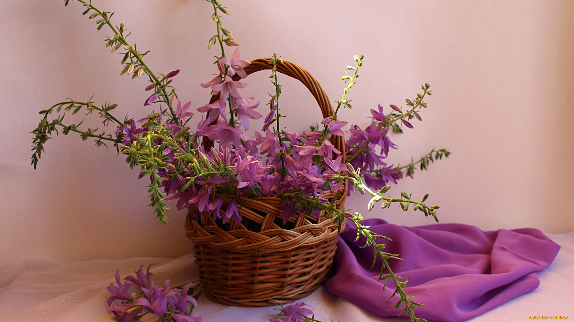цветы, колокольчики, полевые, натюрморт, лето, корзина