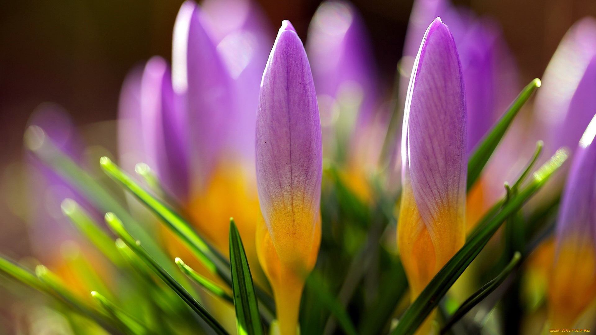 цветы, крокусы, первоцветы, бутоны