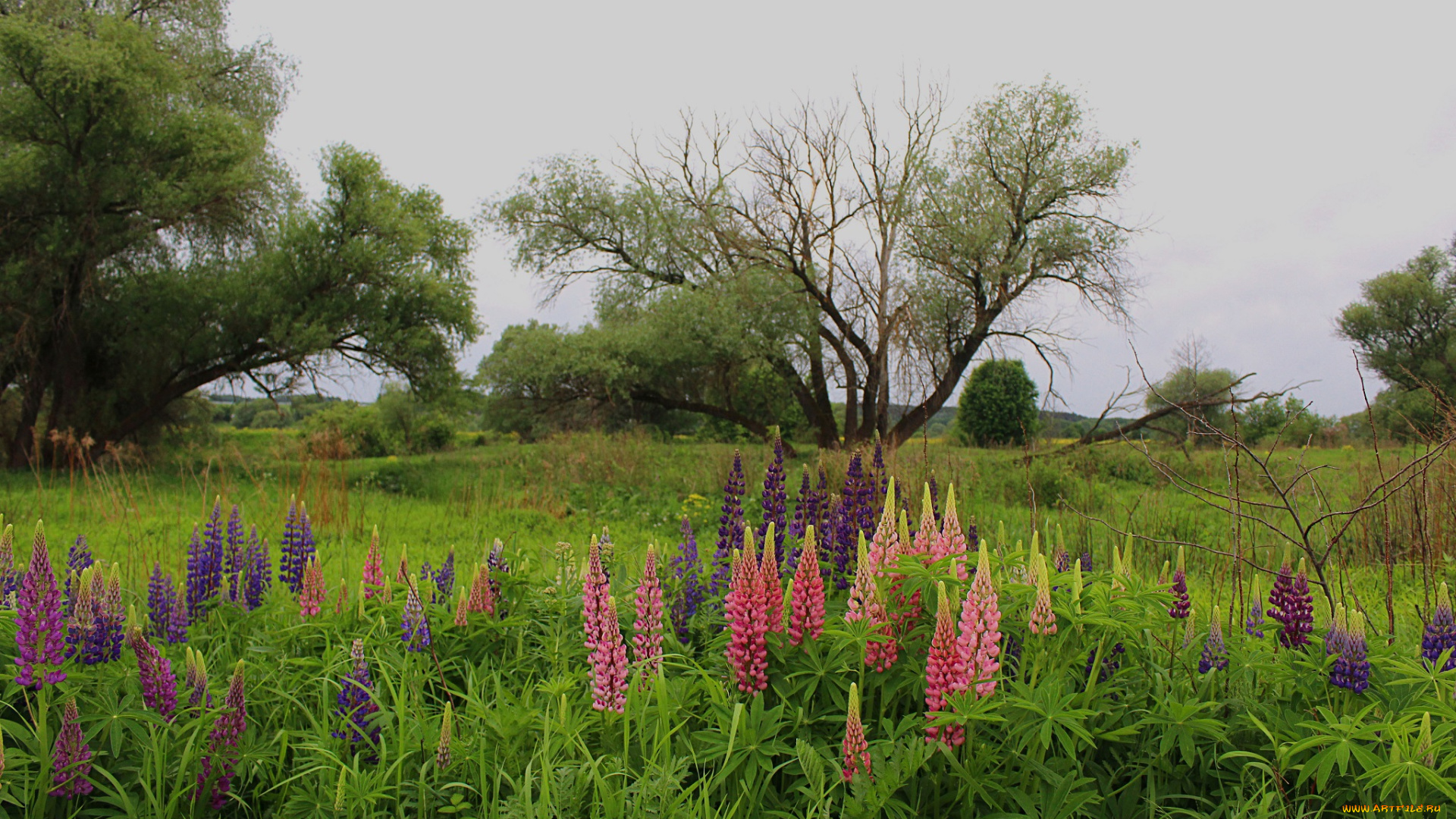 цветы, люпин, лето, люпины, пейзаж, природа