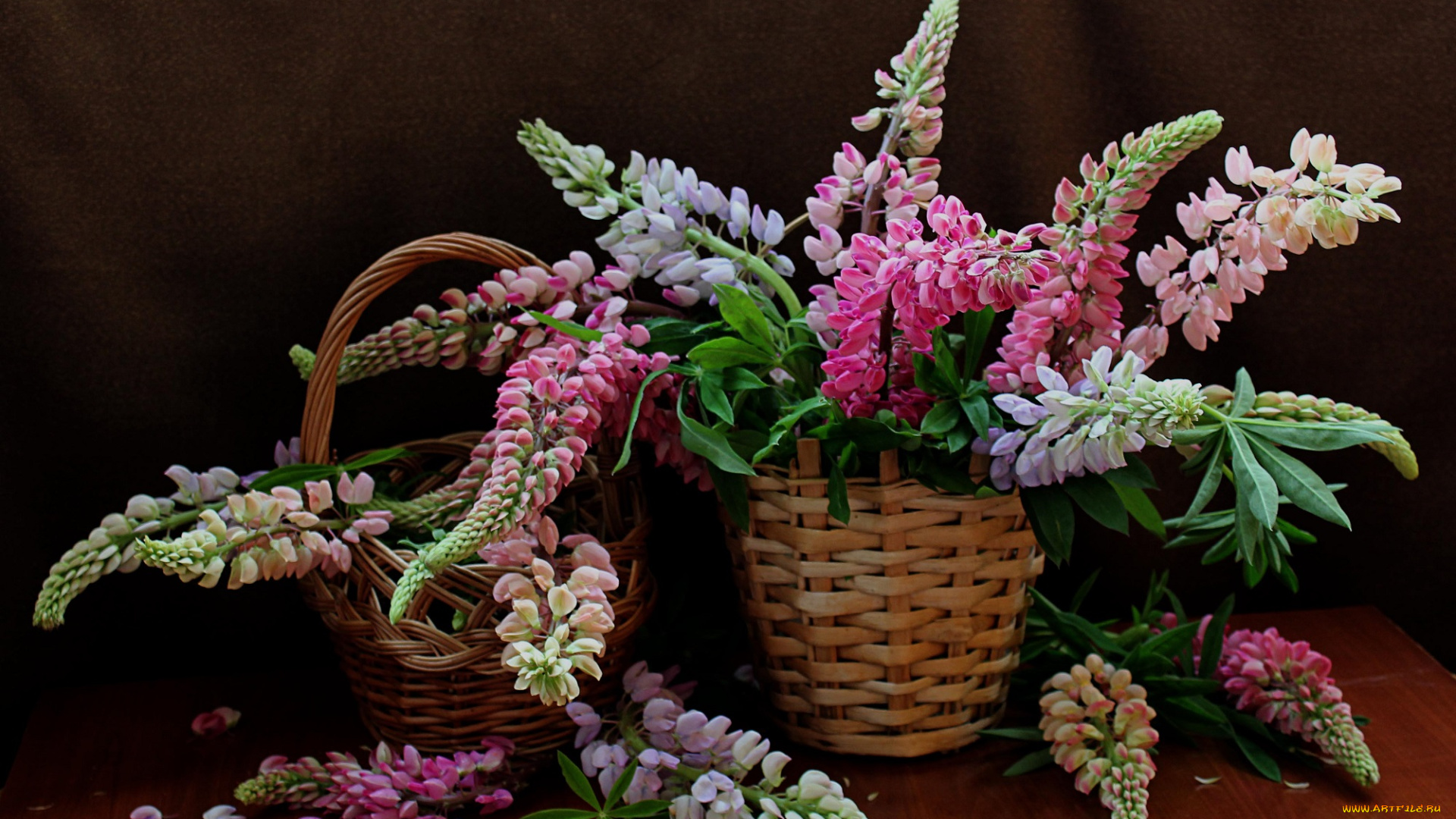 цветы, люпин, растения, натюрморт, люпины