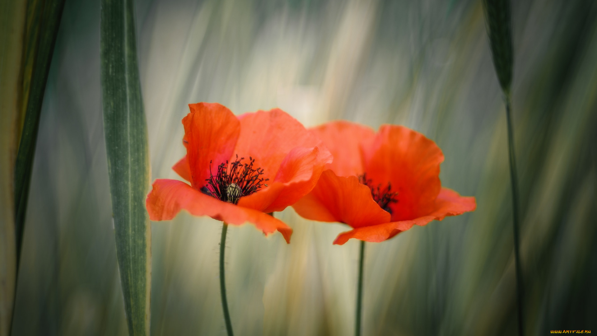 цветы, маки, лето