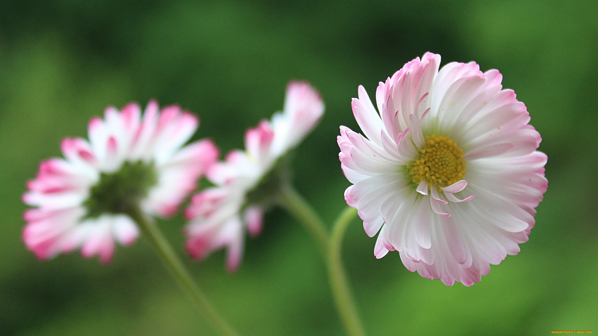 цветы, маргаритки, макро, растения, флора