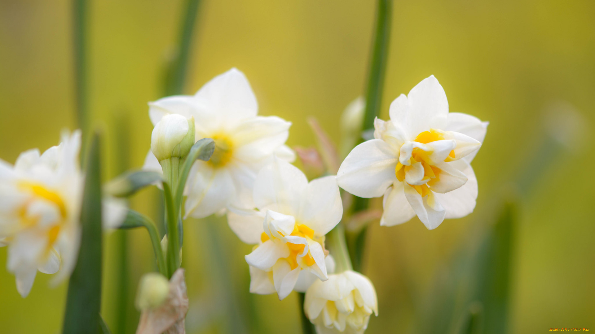цветы, нарциссы, нарцисс, цветение, желтый, лепестки