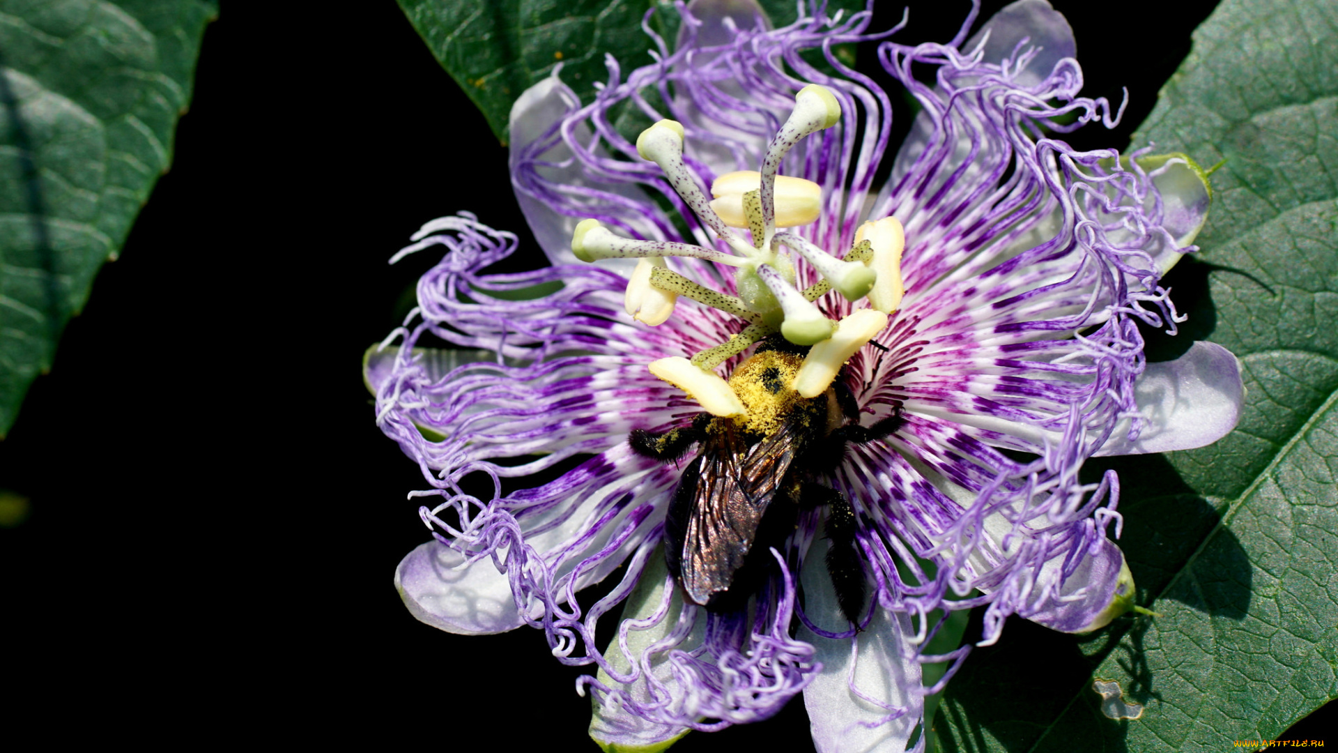 цветы, пассифлора, посифлора, тычинки, макро, цветок