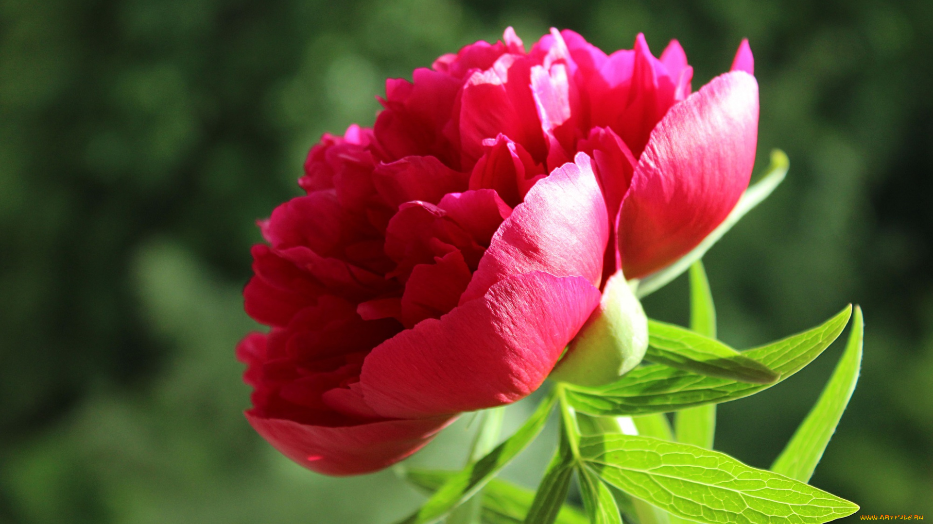 цветы, пионы, растения, флора, макро