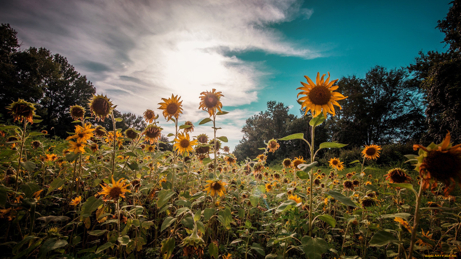 цветы, подсолнухи, лето, природа