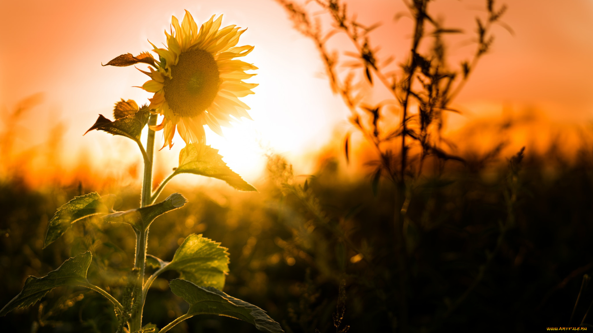цветы, подсолнухи, подсолнух, природа, закат