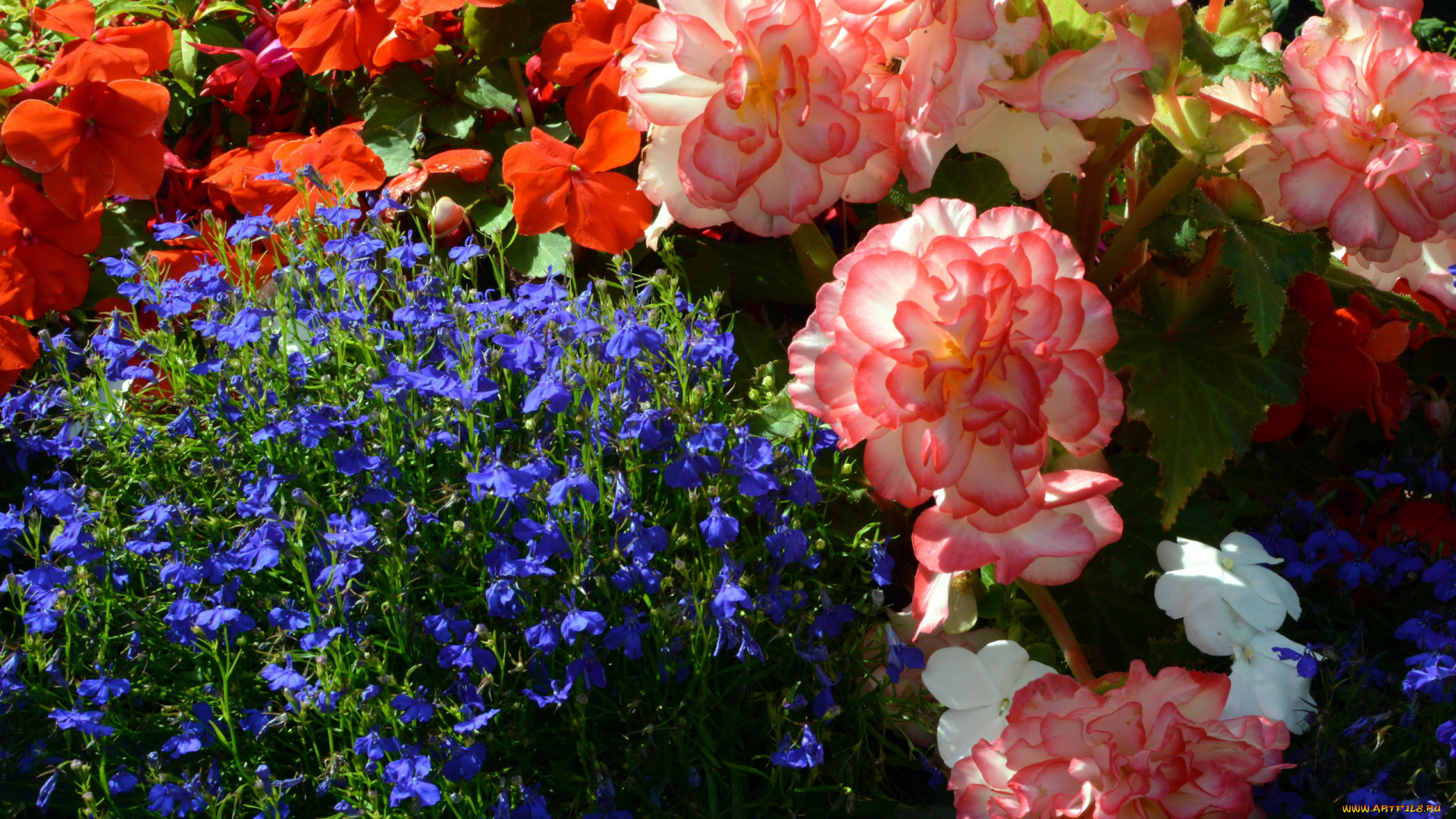 цветы, разные, вместе, лобелия, бальзамин, бегония