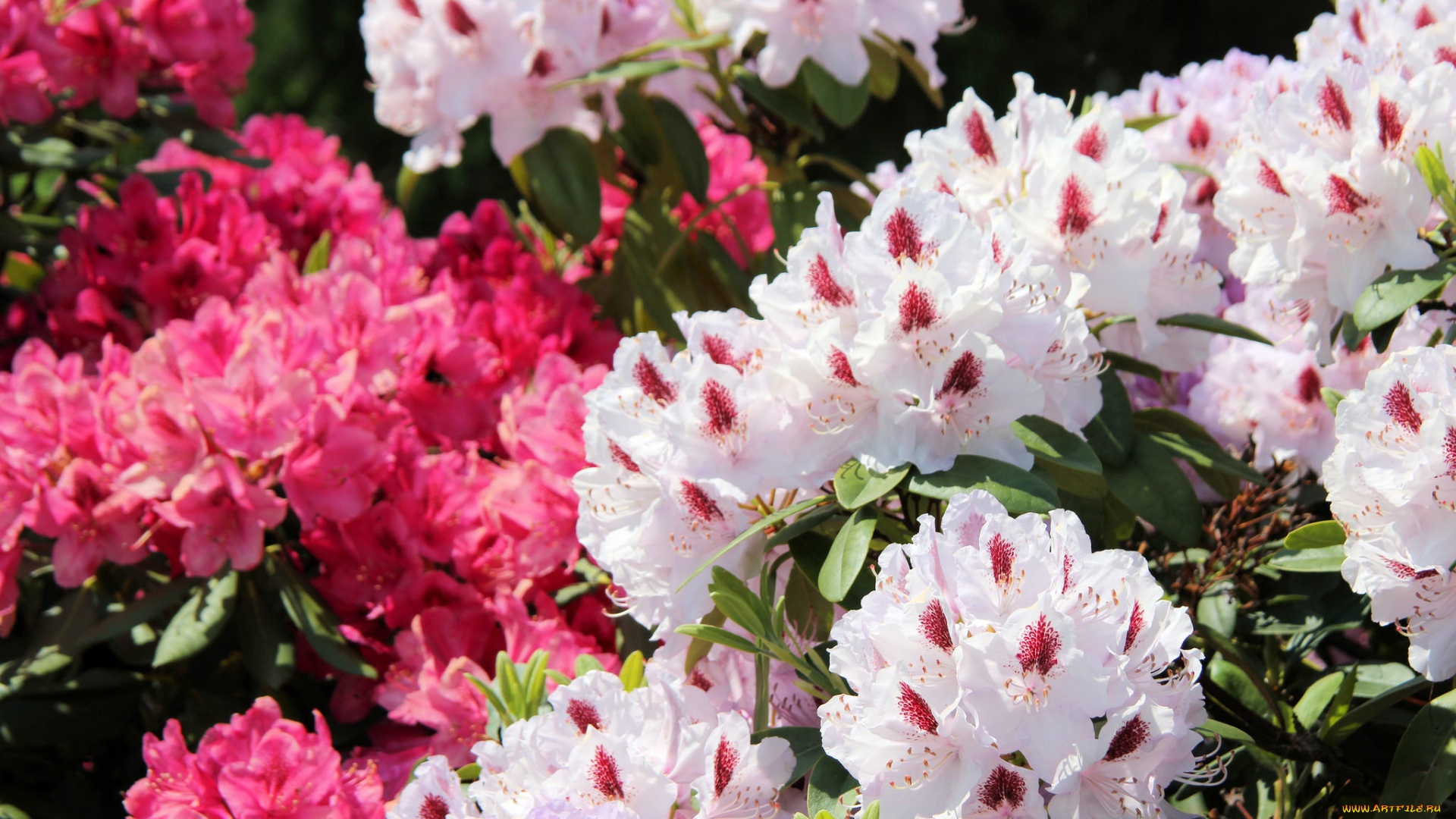 цветы, рододендроны, , азалии, куст, цветение, рододендроны