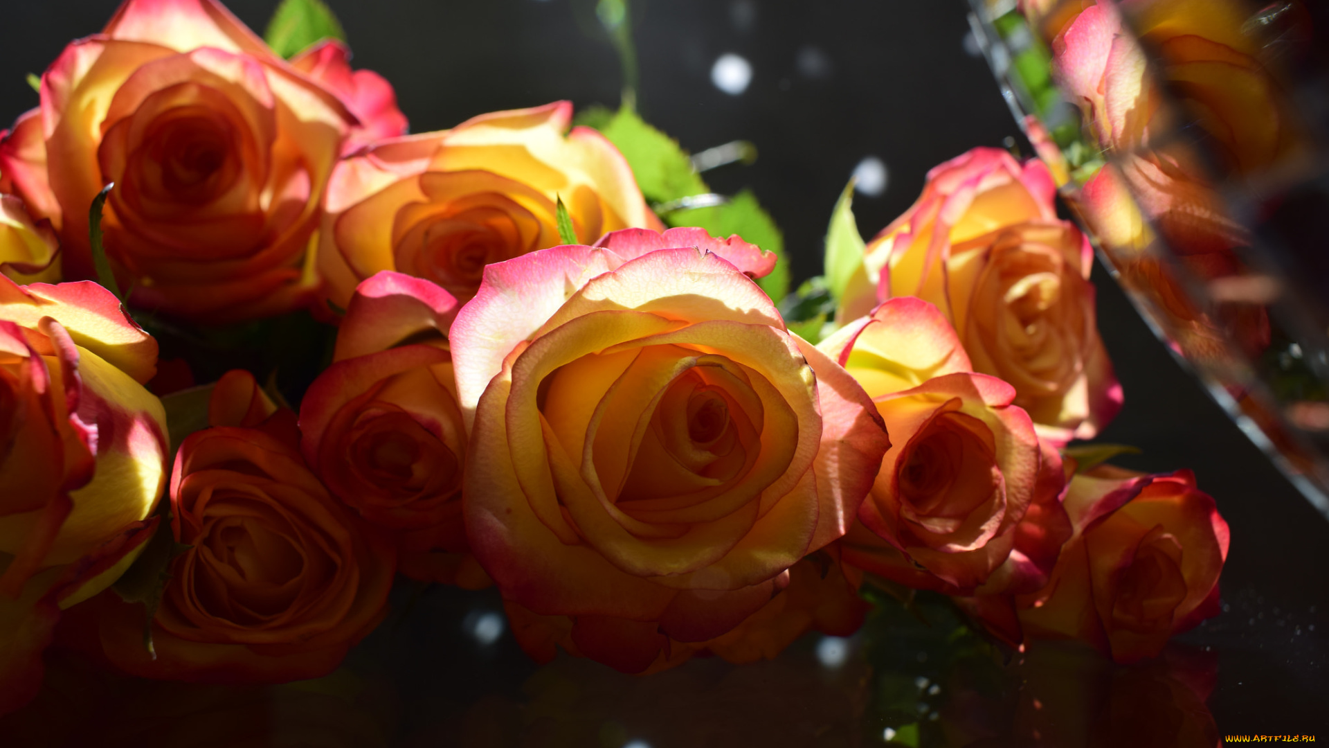 цветы, розы, лепестки, blossoms, бутон, leaves, petals, роза, rose, bud, цветение, листья