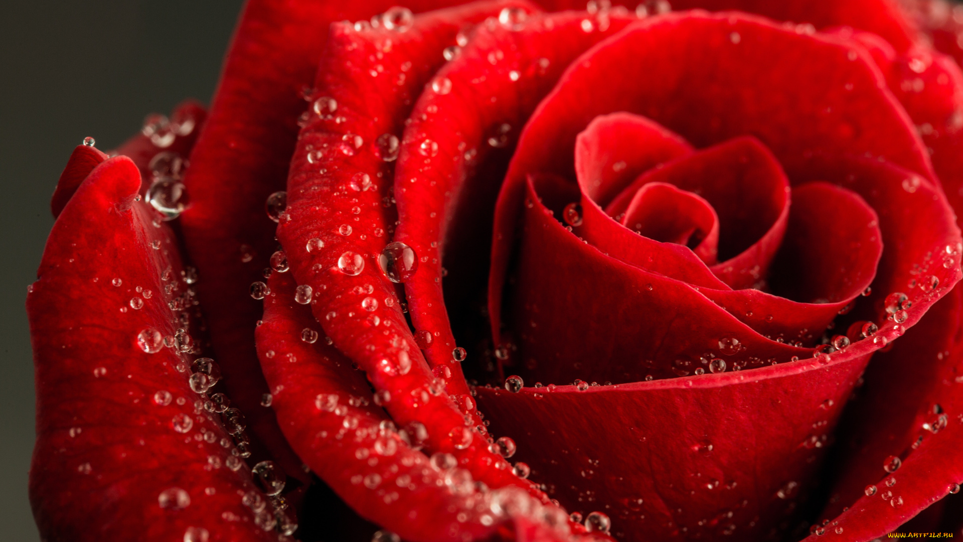 цветы, розы, лепестки, роза, капли, бутон