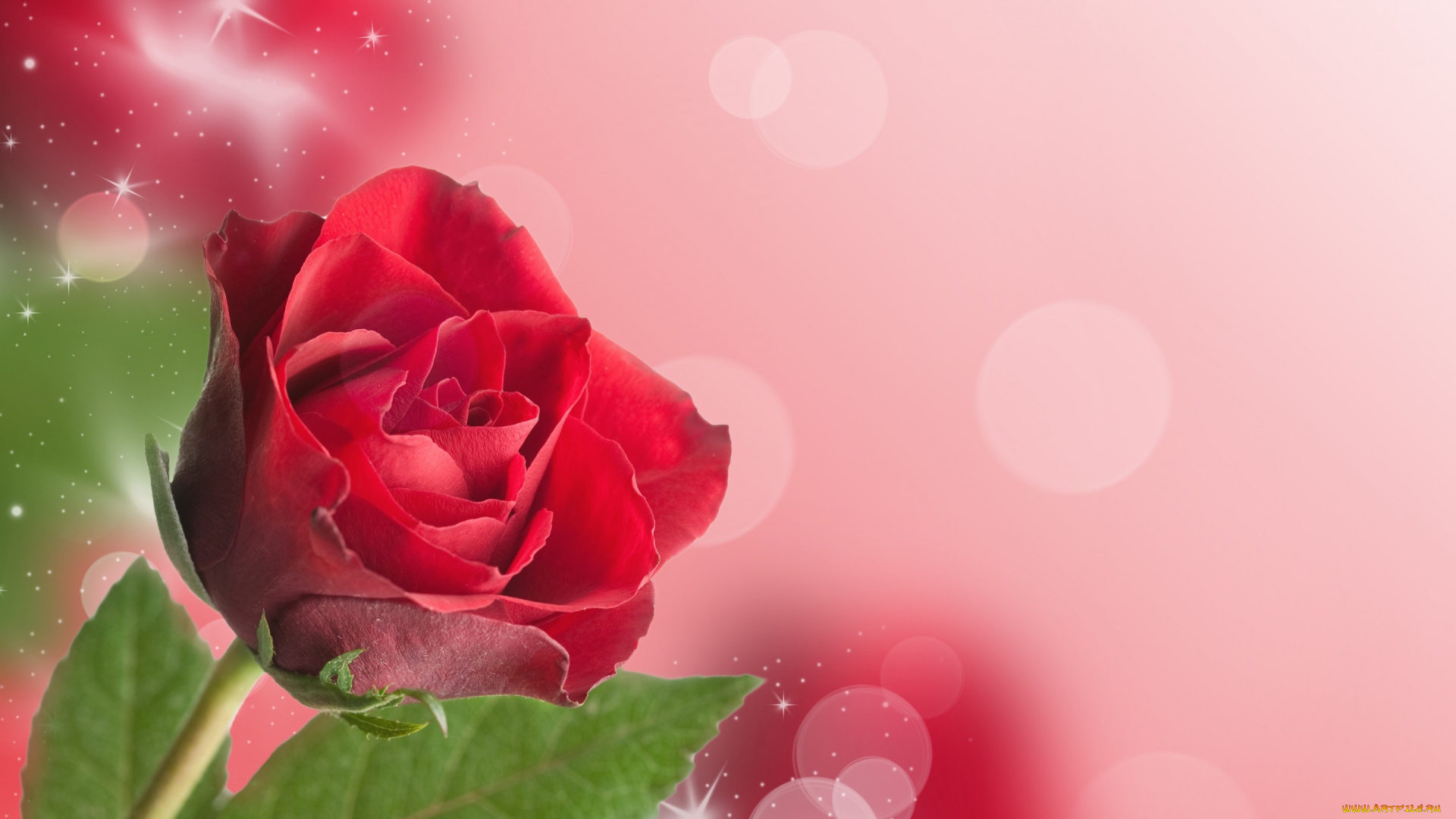 цветы, розы, роза, блестки, боке