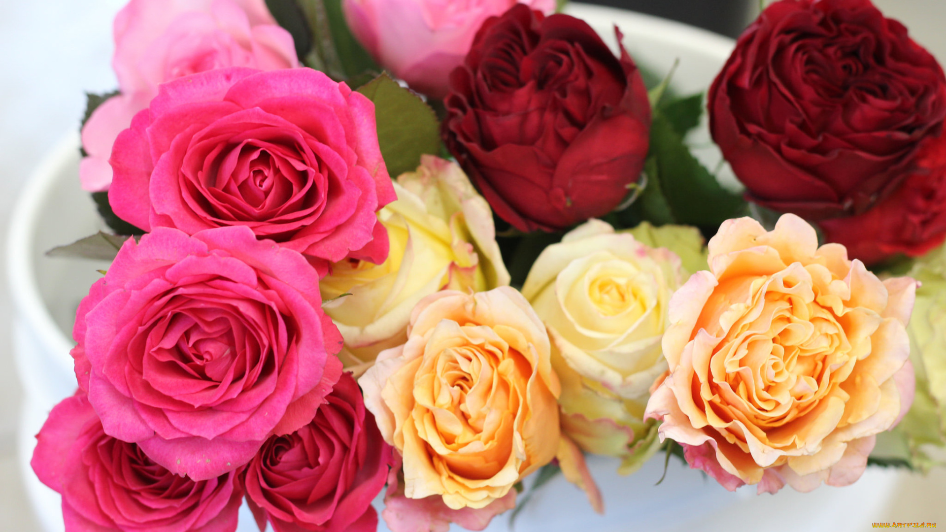 цветы, розы, роза, бутон, лепестки, листья, цветение, rose, bud, petals, leaves, blossoms