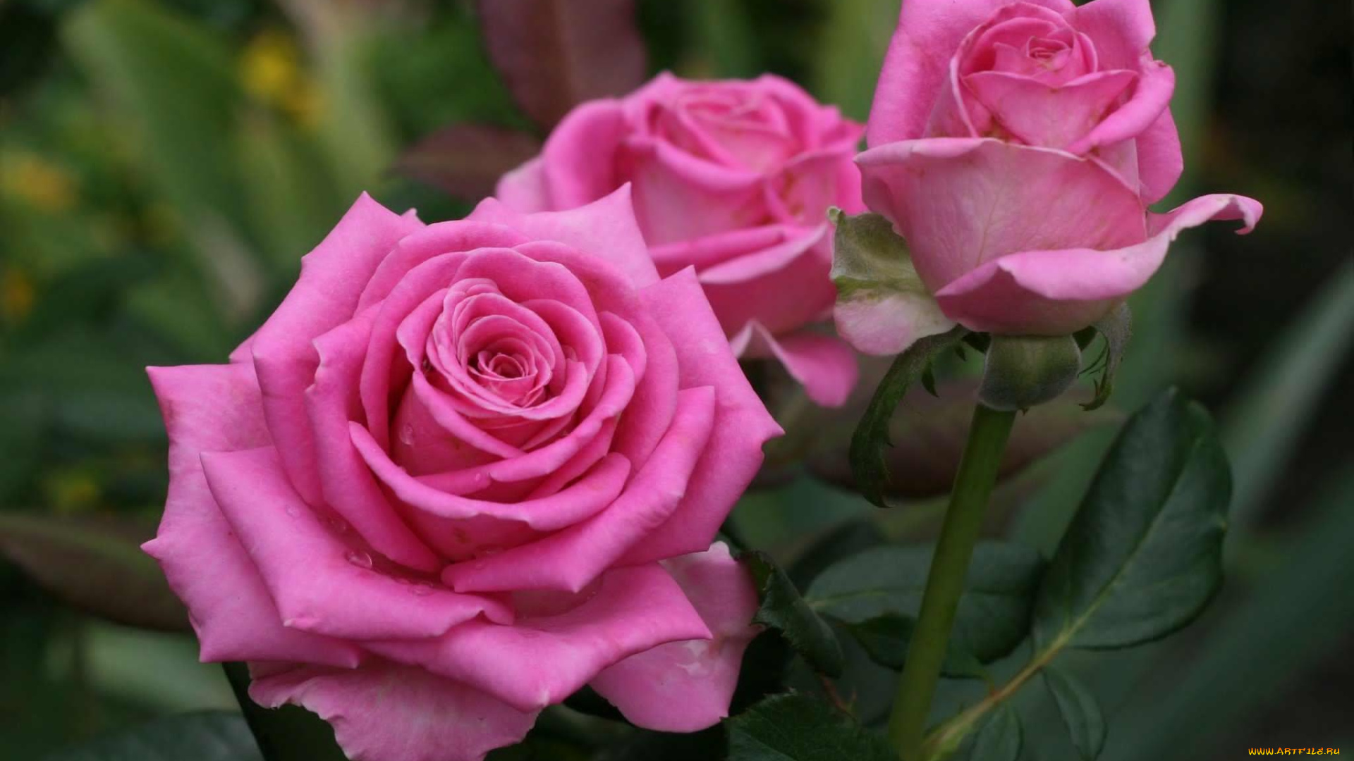 цветы, розы, розовый, бутоны
