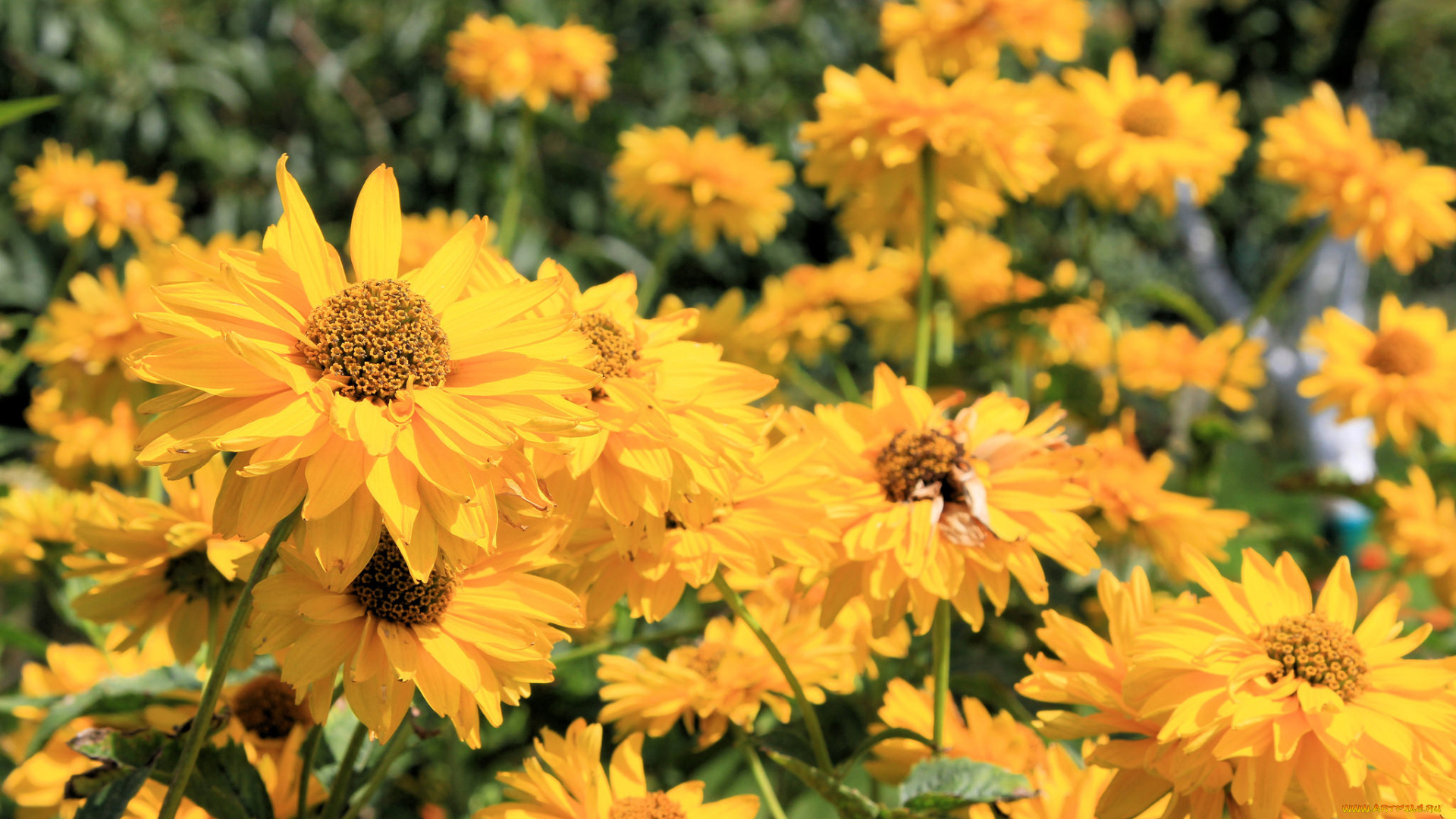 цветы, рудбекия, цветение, кусты, лепестки, лето, желтый