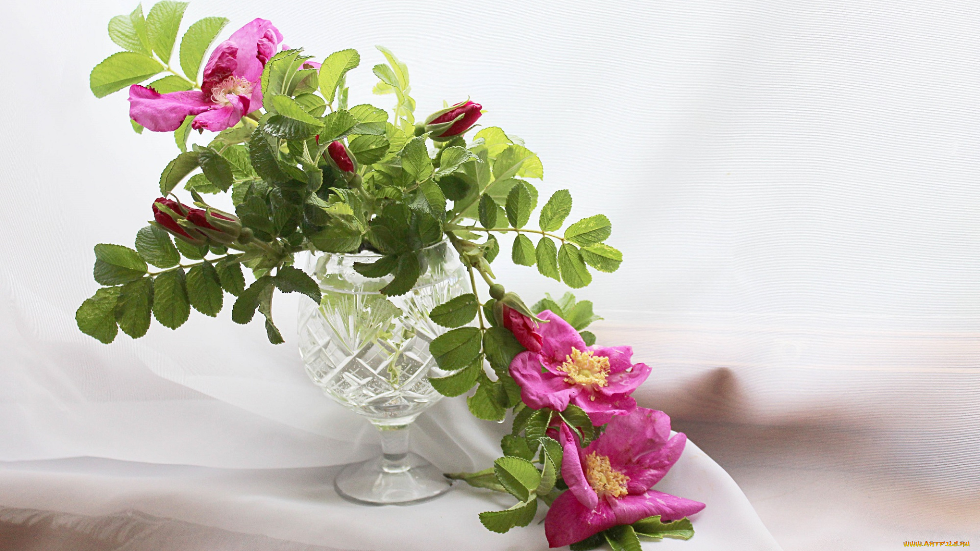 цветы, шиповник, лето, натюрморт