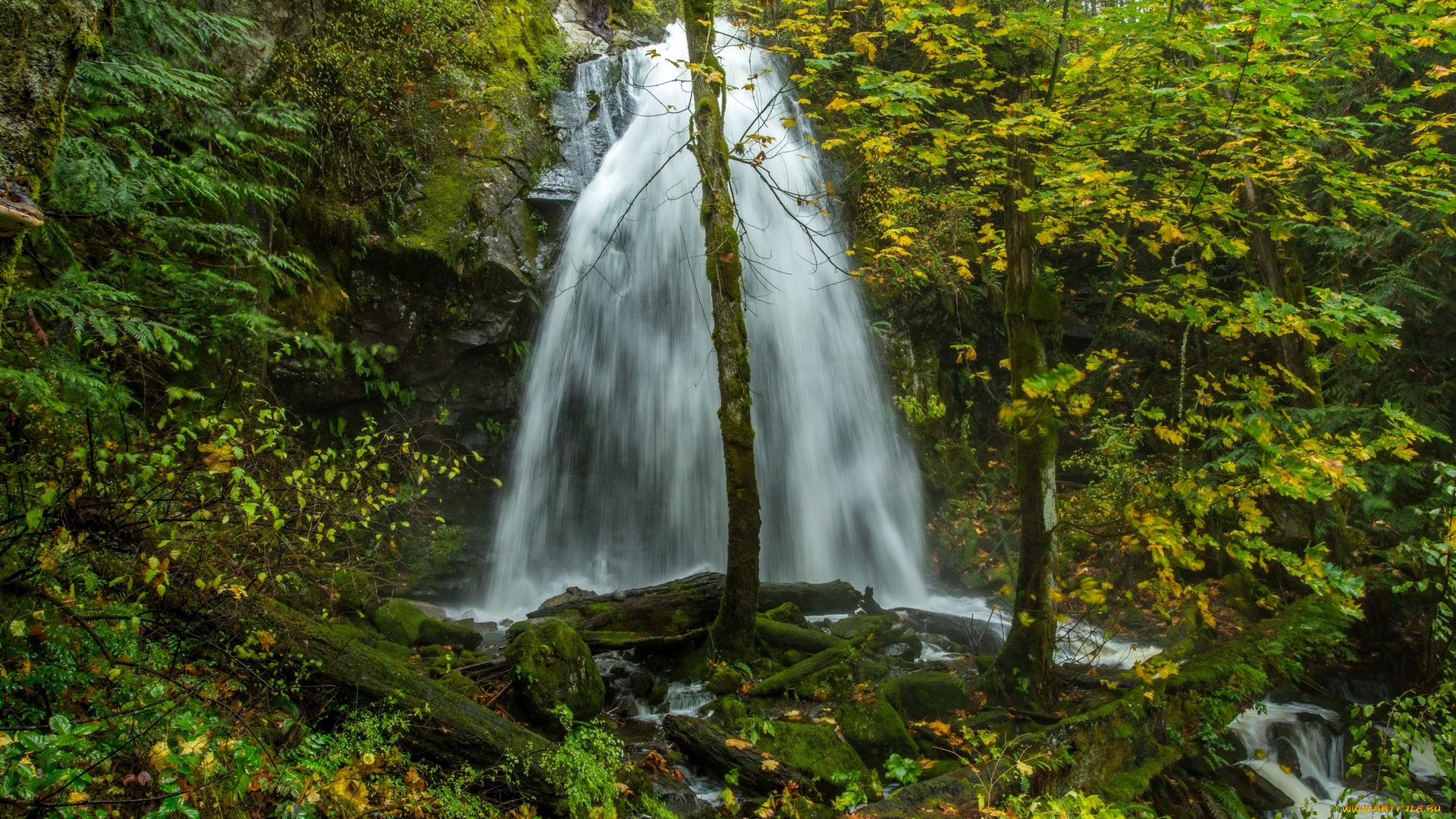 канада, природа, водопады, деревья, растения