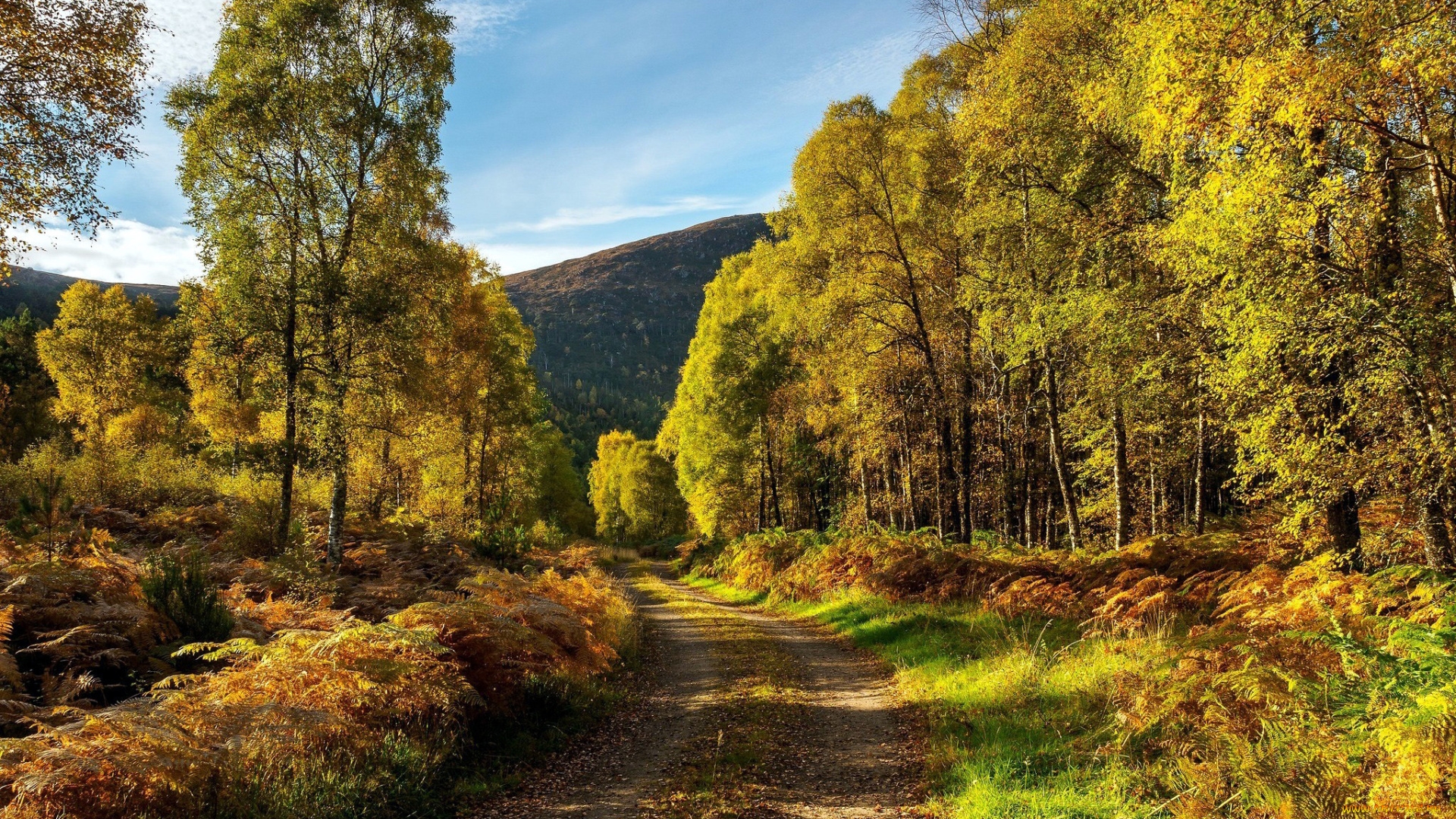 природа, дороги, гора, деревья, дорога, проселочная
