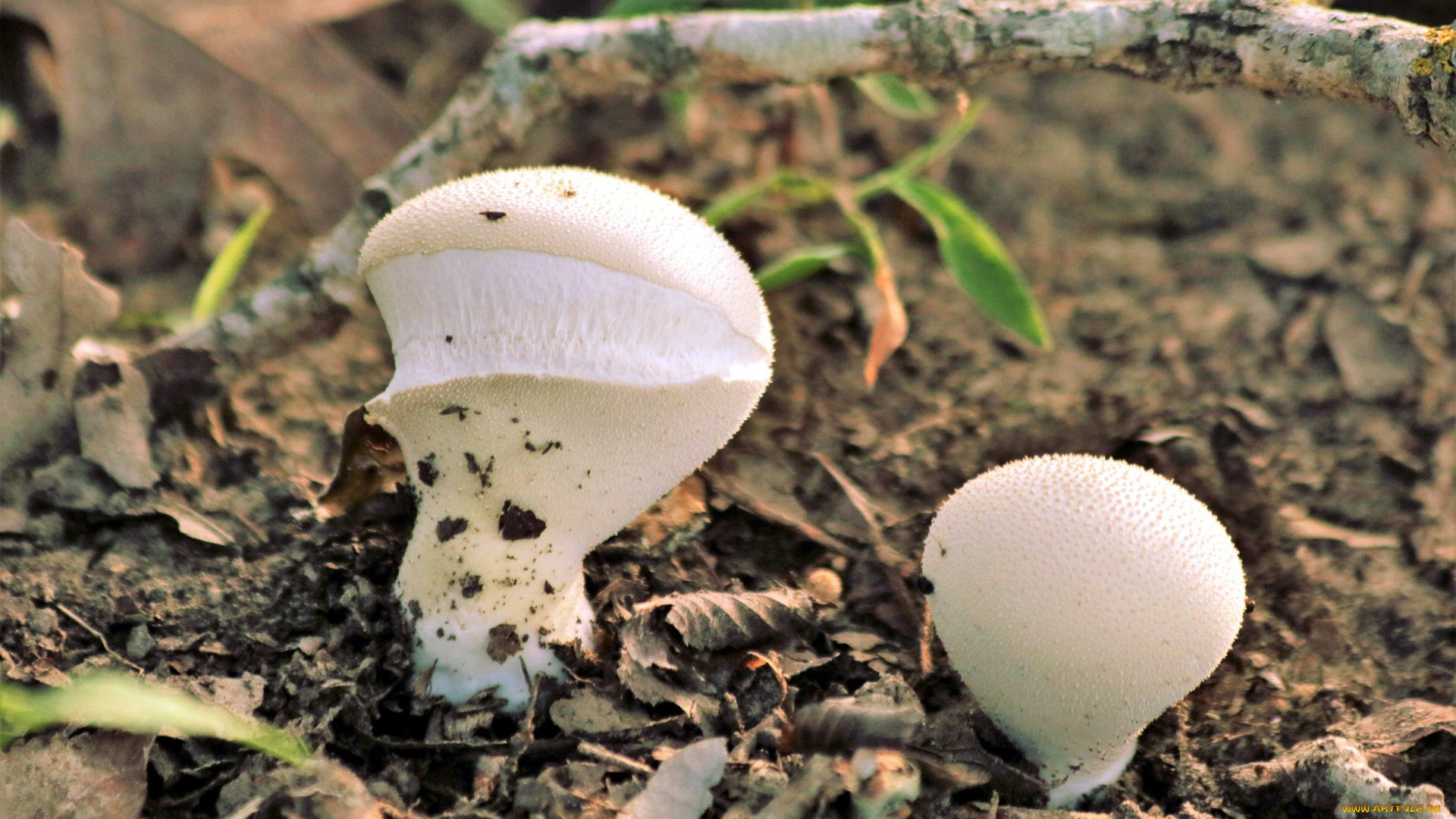 природа, грибы, дождевики